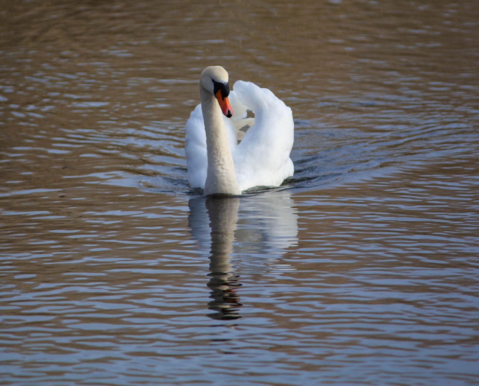 Canon EF 300mm F4L IS USM sample photo. Swan, reflection, lake photography