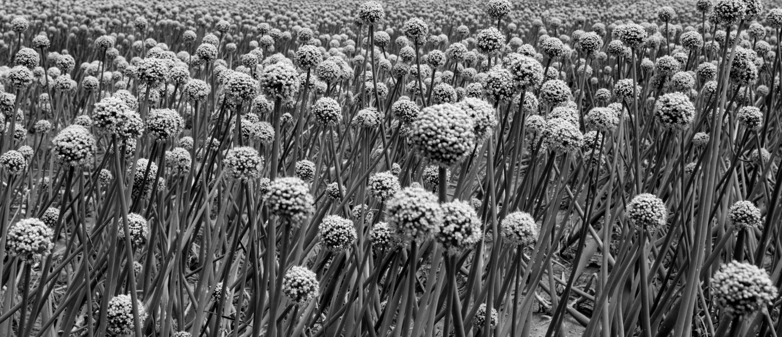 Canon EOS 1300D (EOS Rebel T6 / EOS Kiss X80) sample photo. Flower, onion, nature photography