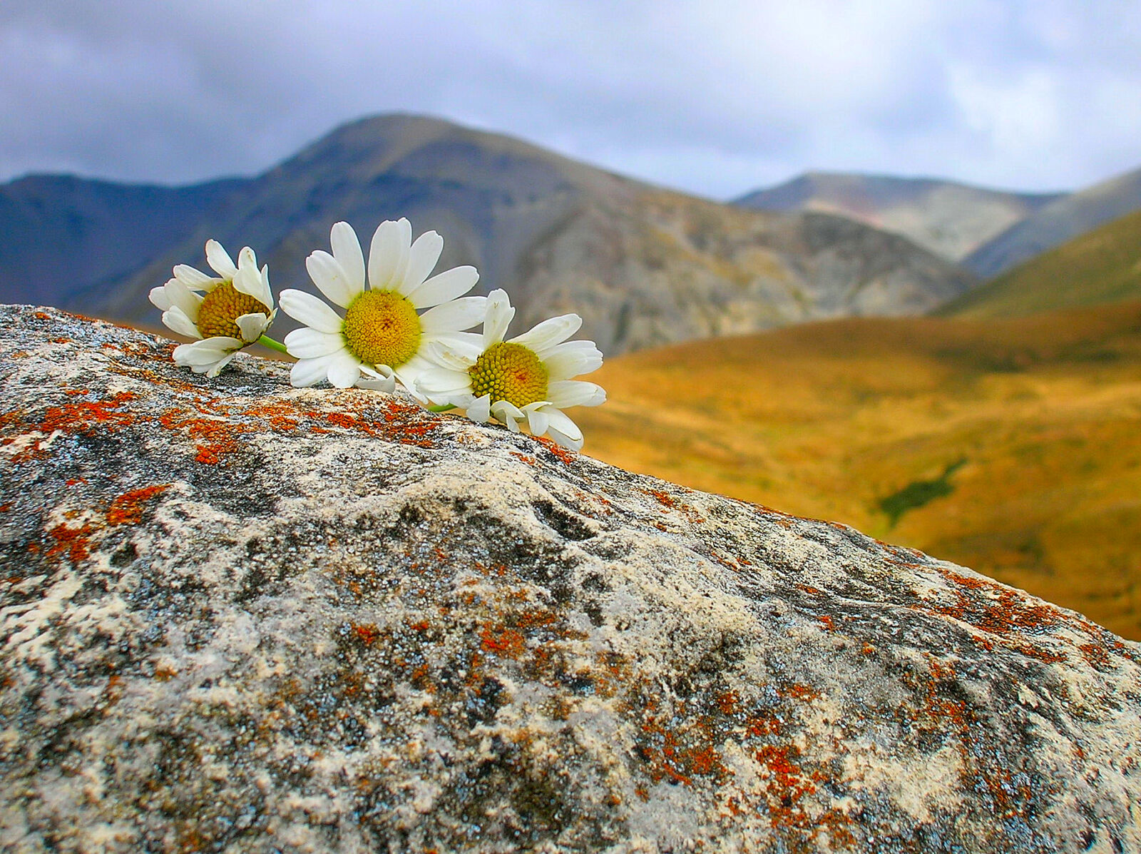 Nikon E4600 sample photo. Flowers, granite, hills, new photography