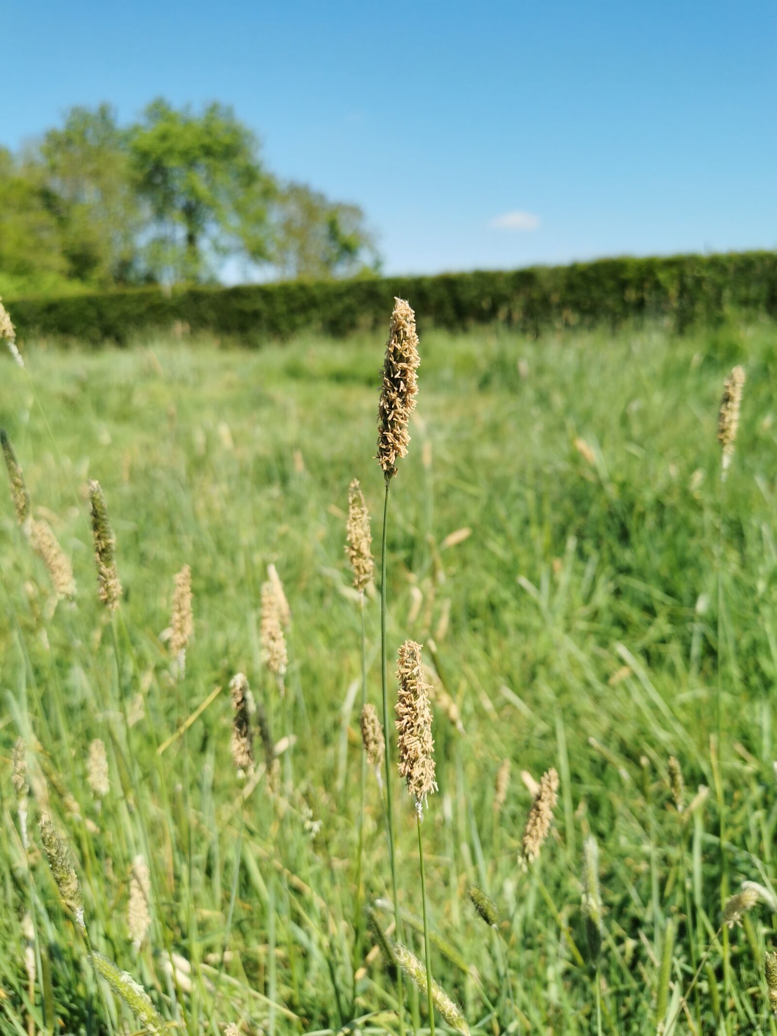 HUAWEI P30 sample photo. Grasses, landscape, countryside photography