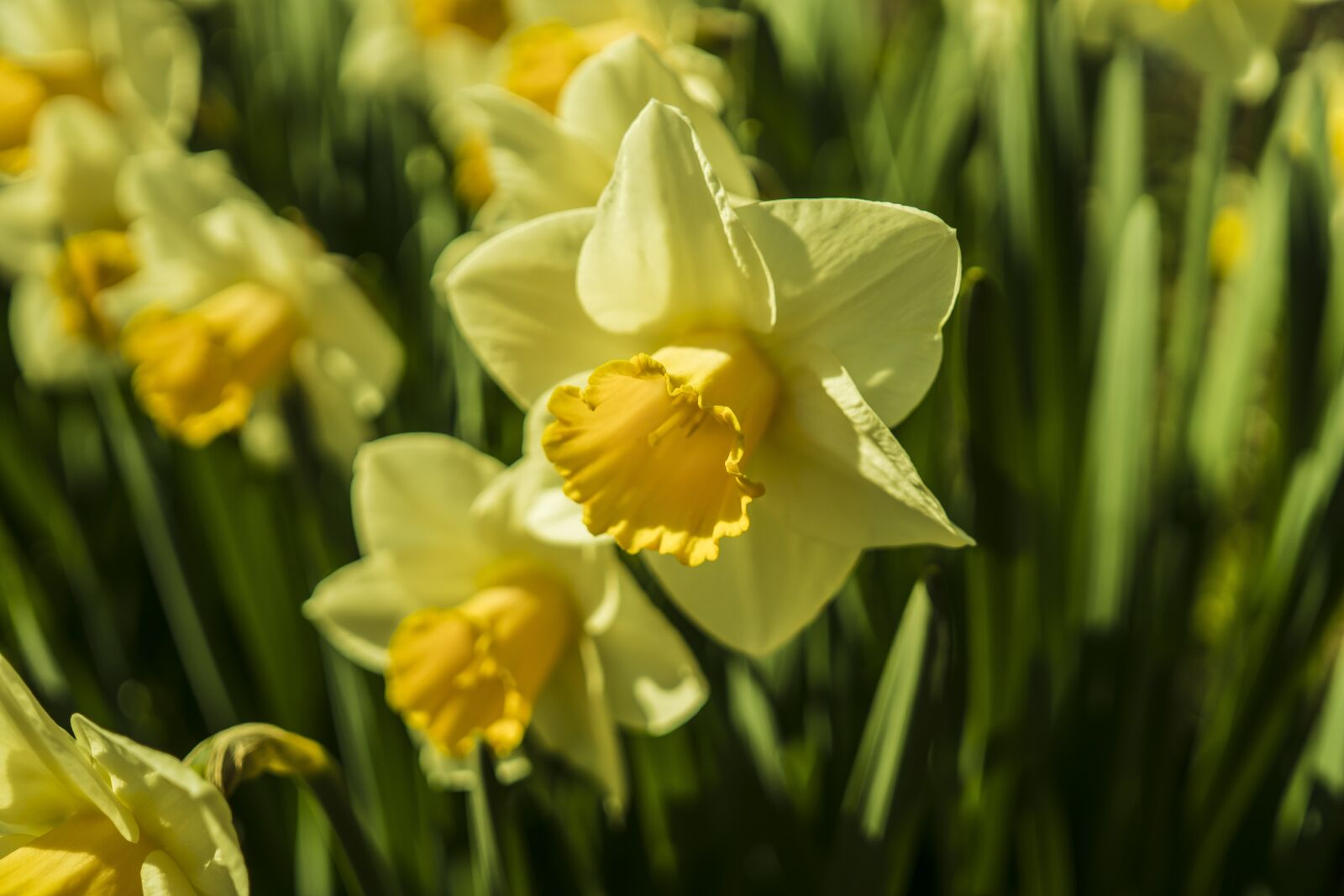 Sigma 30mm F2.8 EX DN sample photo. Narcissus, daffodils, yellow photography