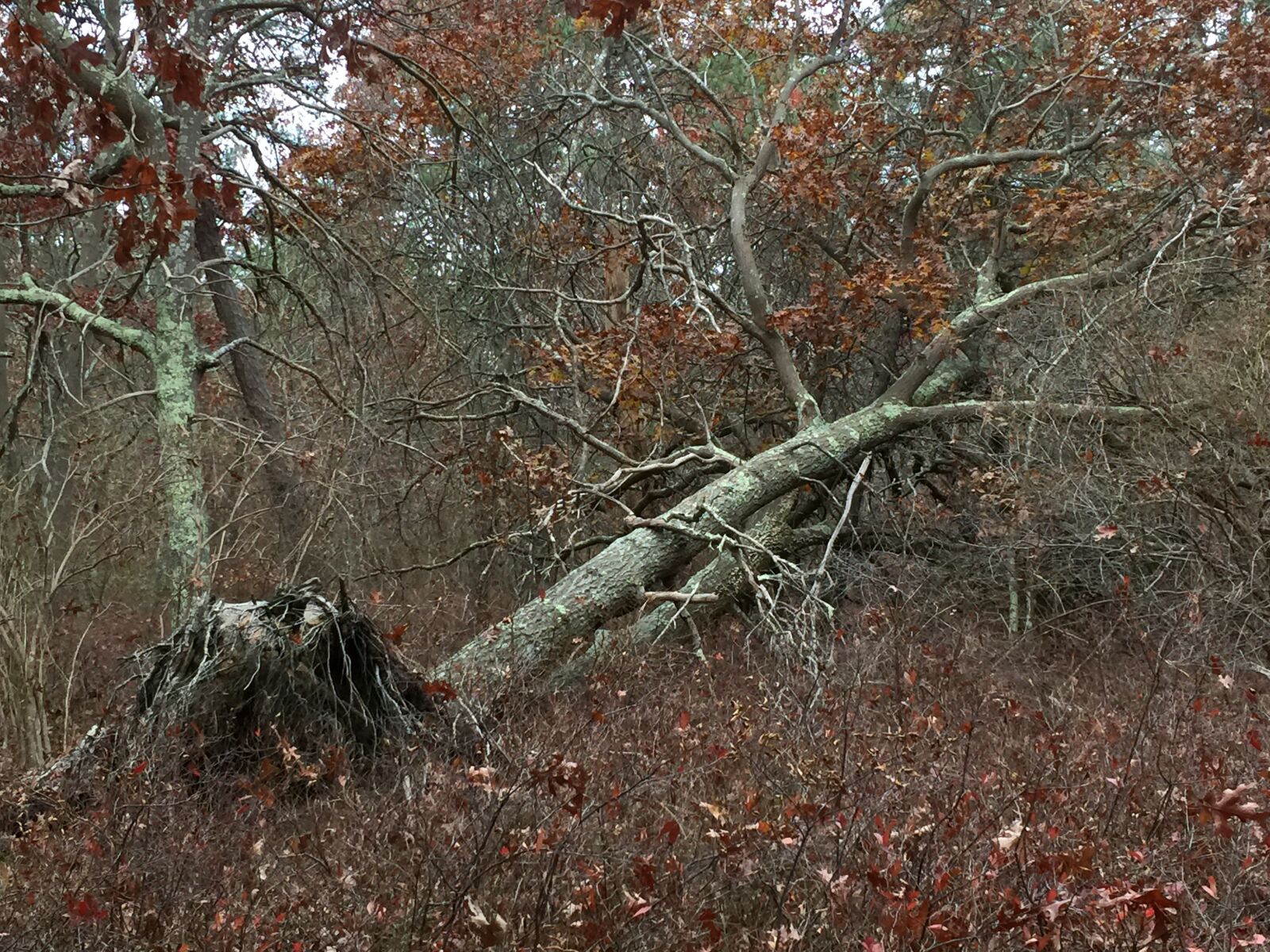 Apple iPhone 6 Plus sample photo. Forest, fallen tree, roots photography