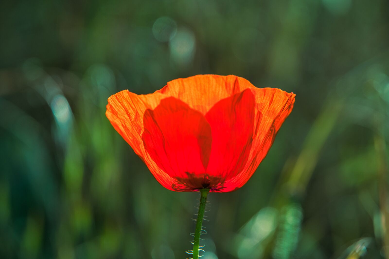 Sony a6400 sample photo. Poppy, poppy meadow, meadow photography