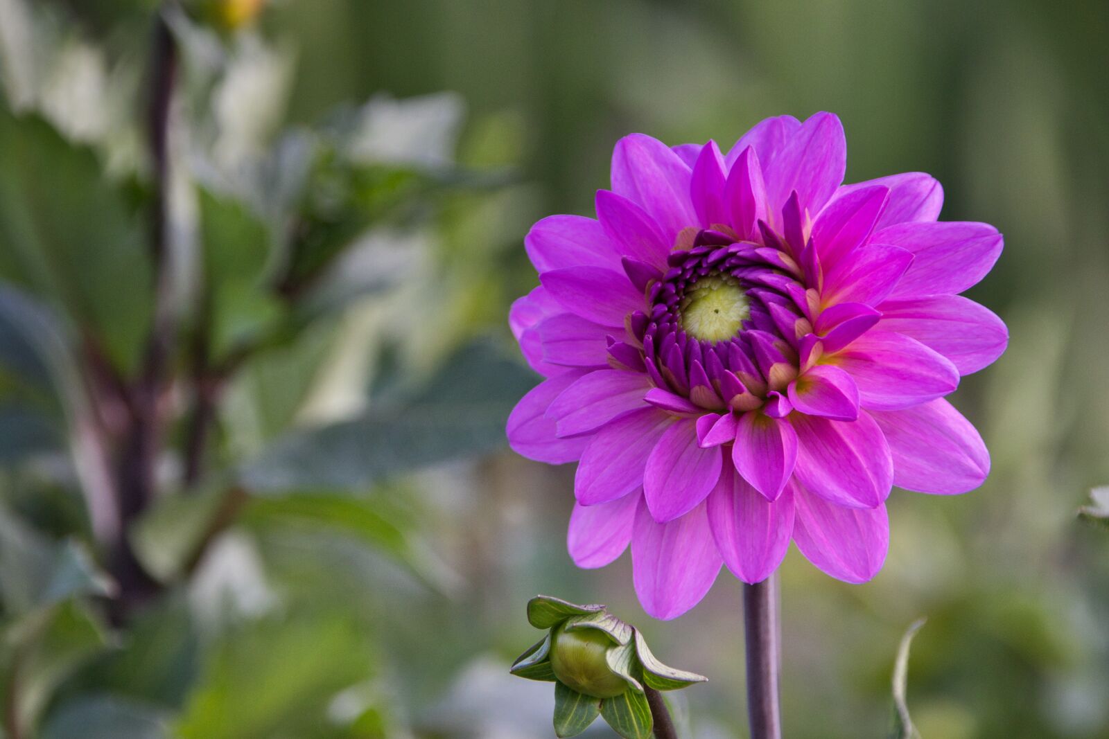 Canon EOS 200D (EOS Rebel SL2 / EOS Kiss X9) sample photo. Dahlia, purple, bright photography