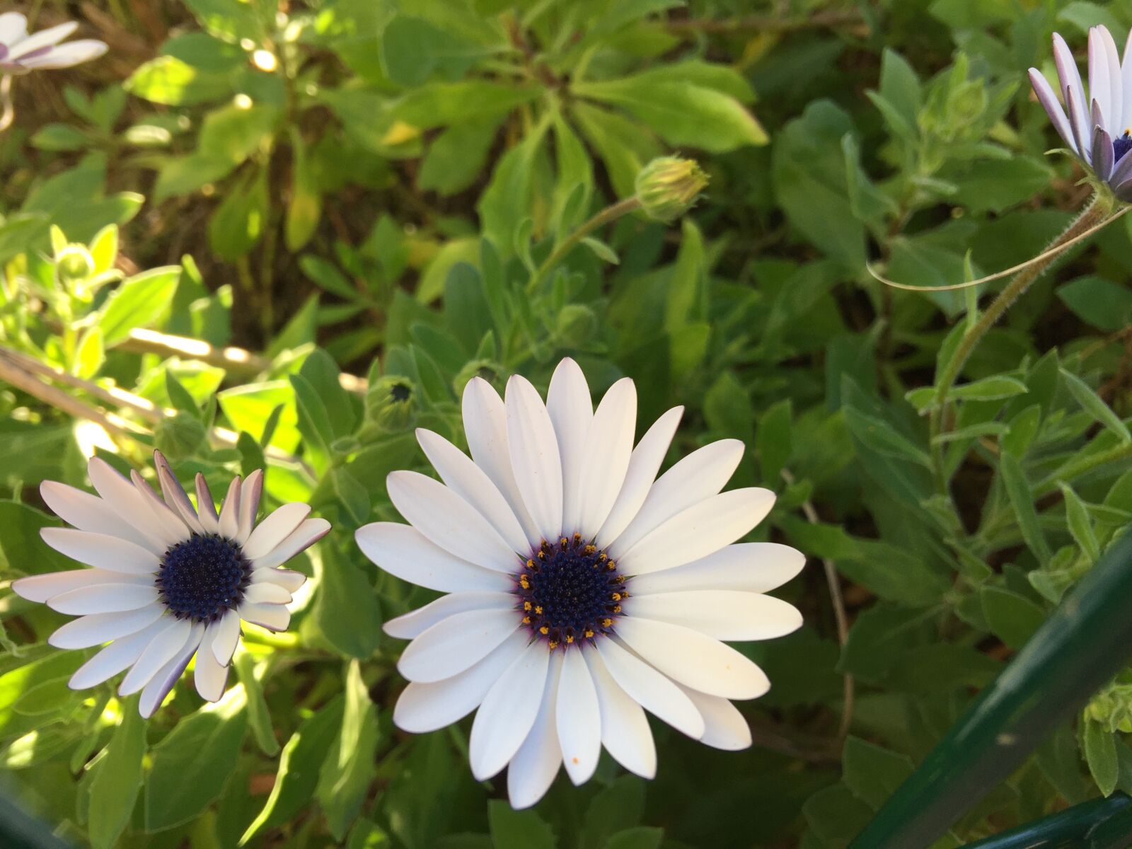 iPhone 6 Plus back camera 4.15mm f/2.2 sample photo. Flower, plant, flowers photography