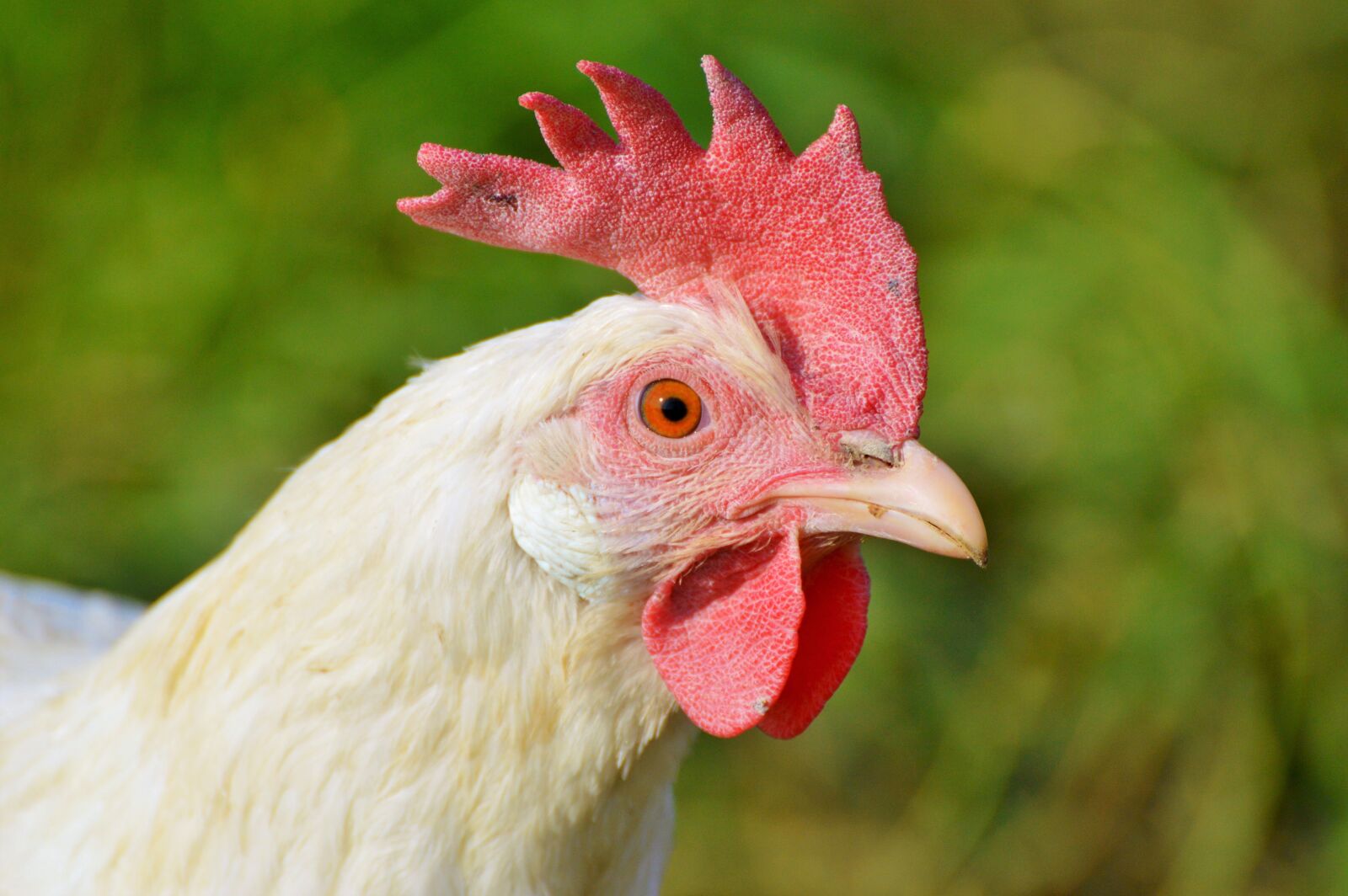 Nikon D3200 sample photo. Chicken, hen, poultry photography