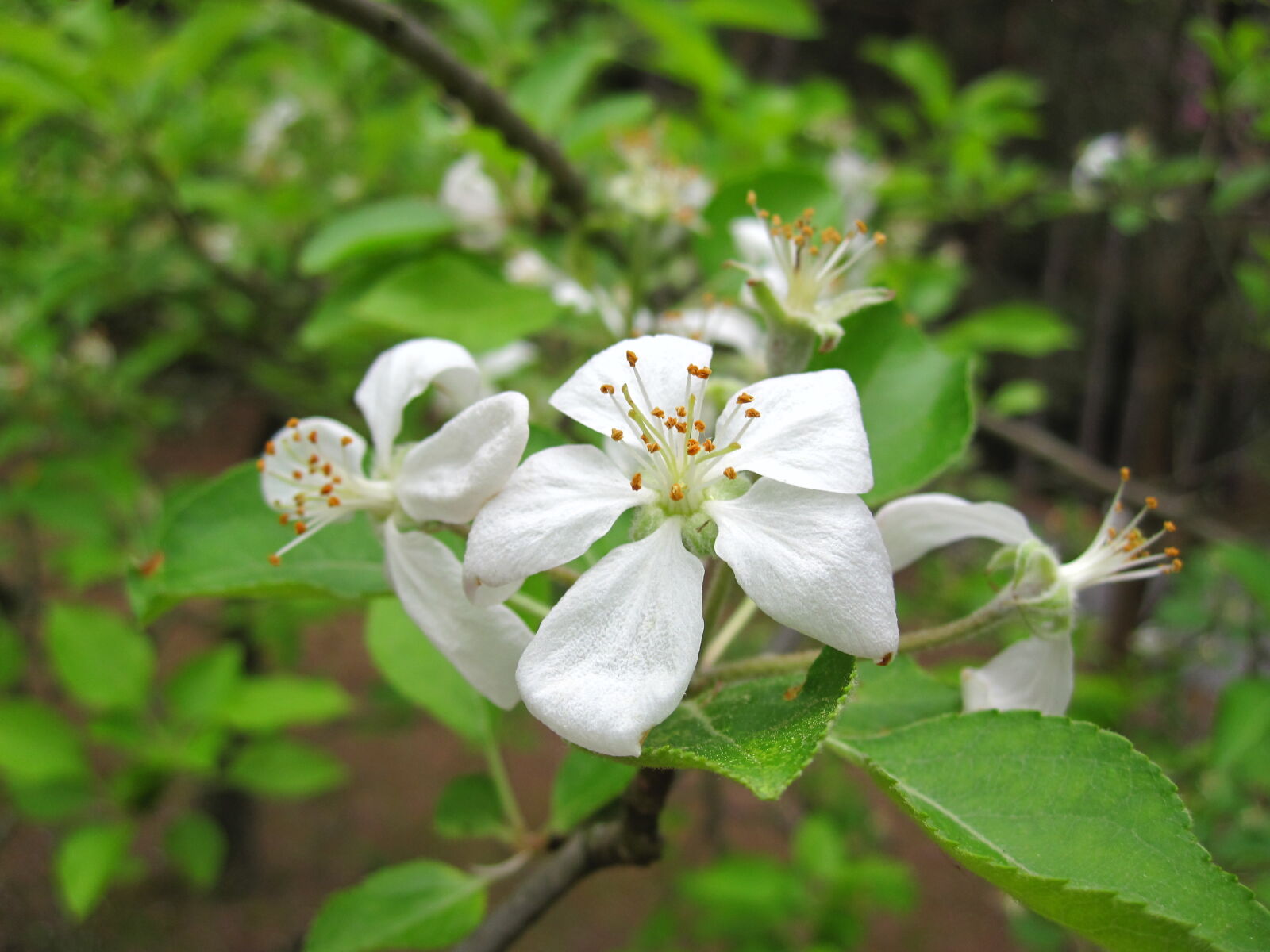 Canon PowerShot SD780 IS (Digital IXUS 100 IS / IXY Digital 210 IS) sample photo. Apple, blossom photography