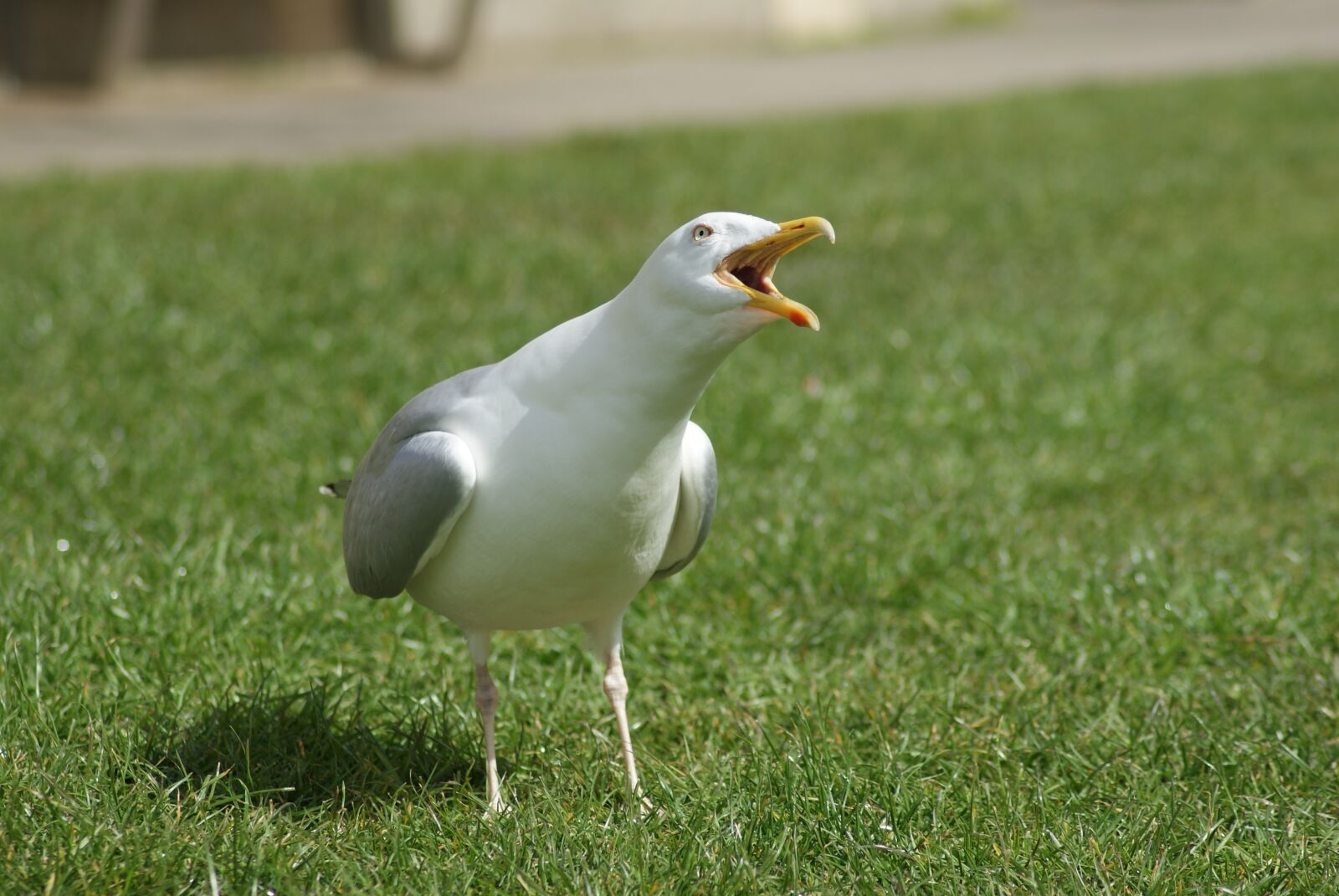 Sony Alpha DSLR-A230 sample photo. Bird, the seagull, animal photography