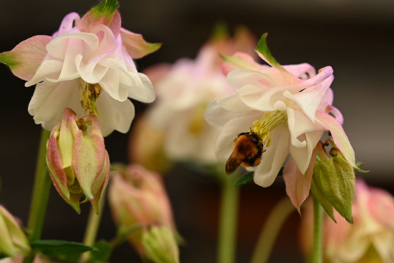 Nikon Z6 + Nikon Nikkor Z 24-70mm F4 S sample photo. Macro, bell, bumblebee photography