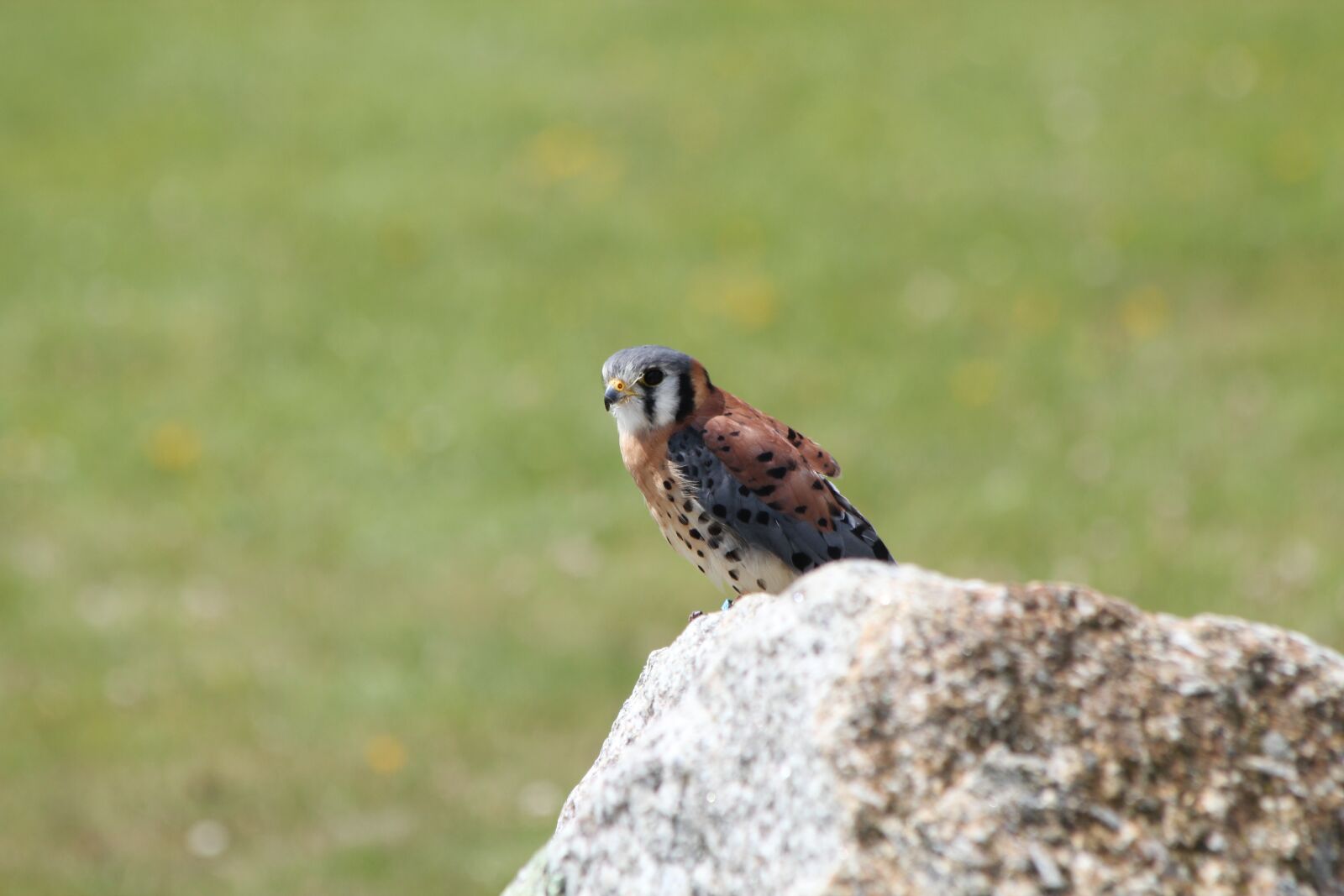 Canon EOS 550D (EOS Rebel T2i / EOS Kiss X4) sample photo. Kestrel, american, bird photography