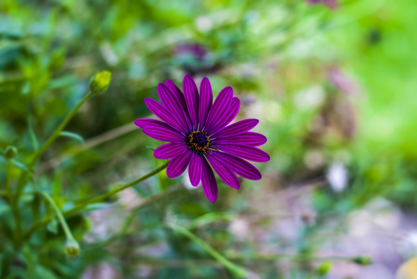 Nikon D60 sample photo. G rbela, flower gerbel photography