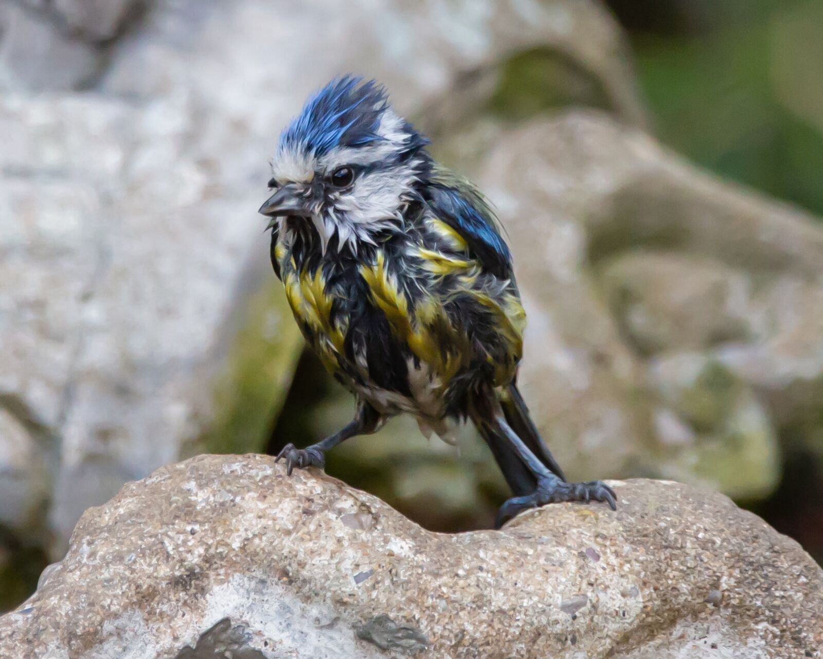 150-600mm F5-6.3 DG OS HSM | Contemporary 015 sample photo. Wet blue tit, wet photography