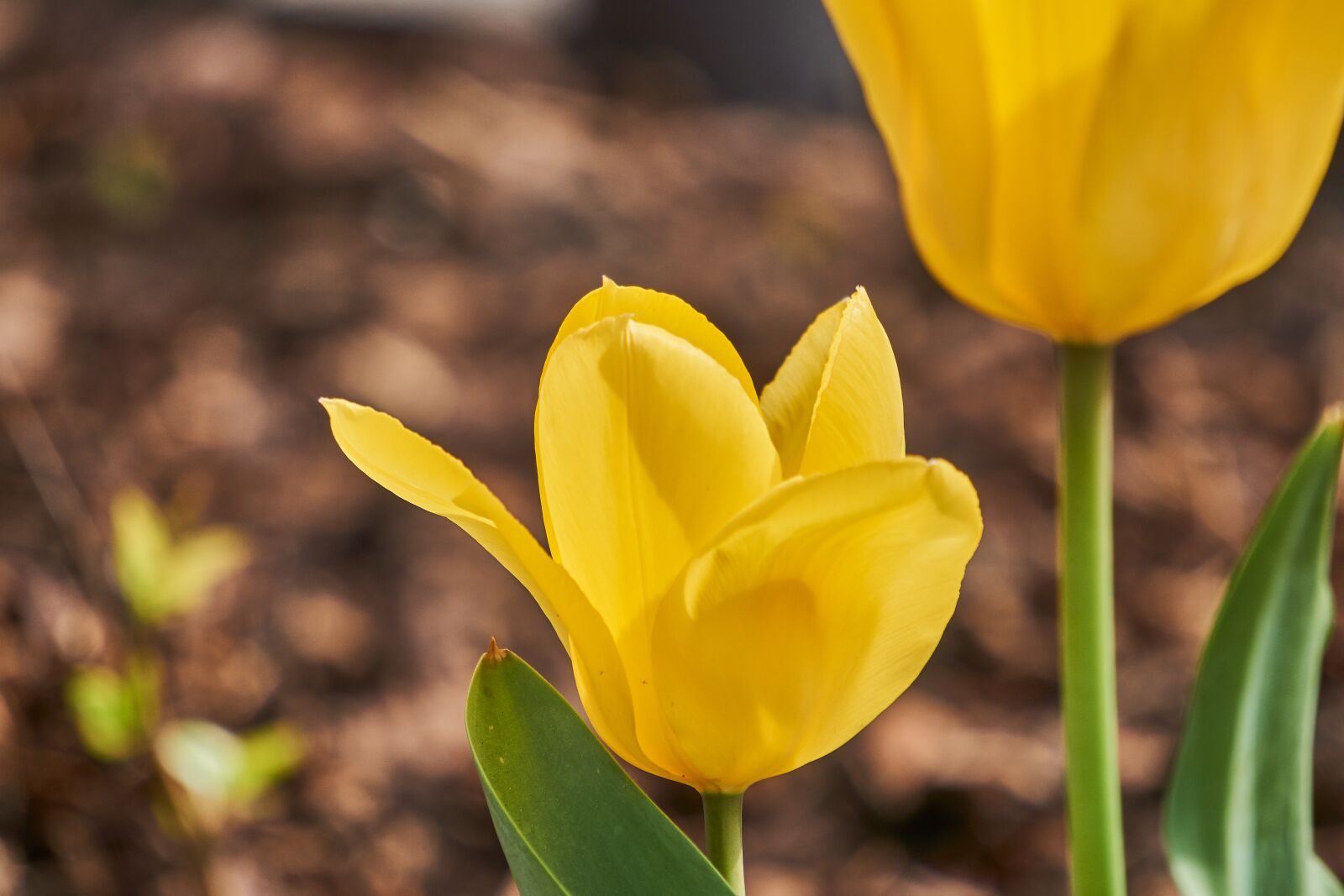 Sony E 55-210mm F4.5-6.3 OSS sample photo. Tulip, blossom, bloom photography