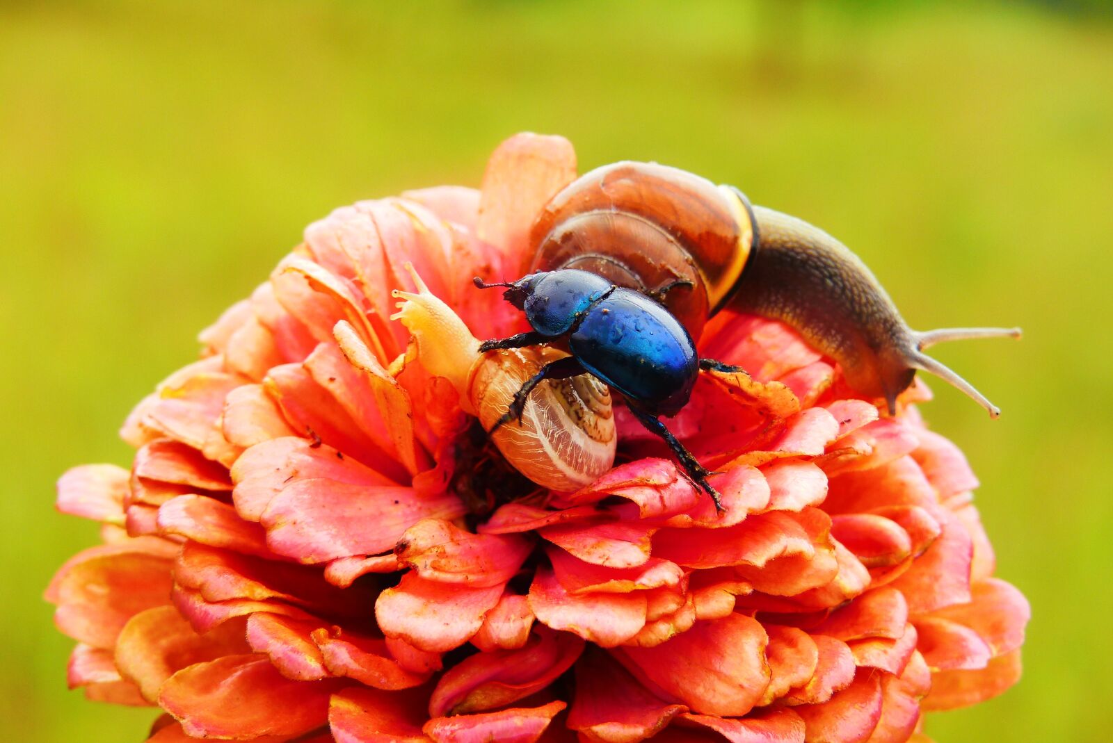 Panasonic Lumix DMC-FZ200 sample photo. Forest beetle, the beetle photography