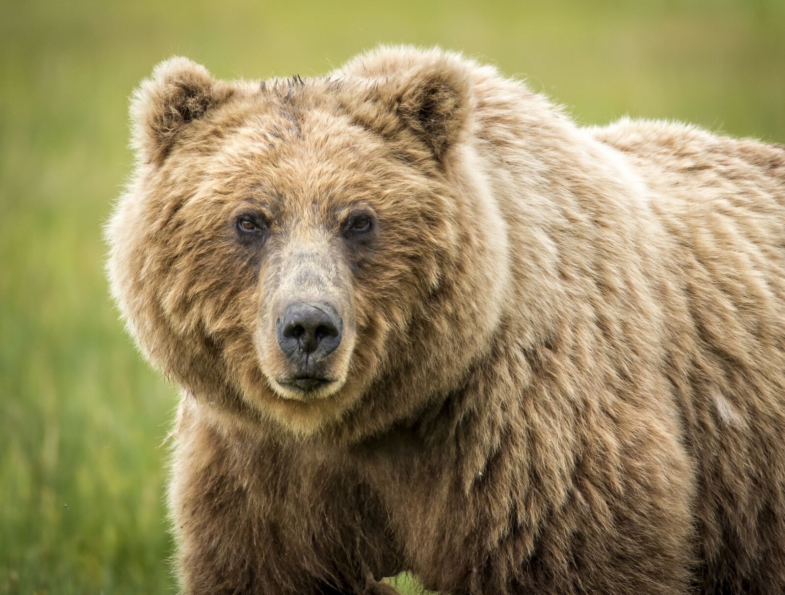 Nikon D610 sample photo. Bear, wildlife, grizzly photography