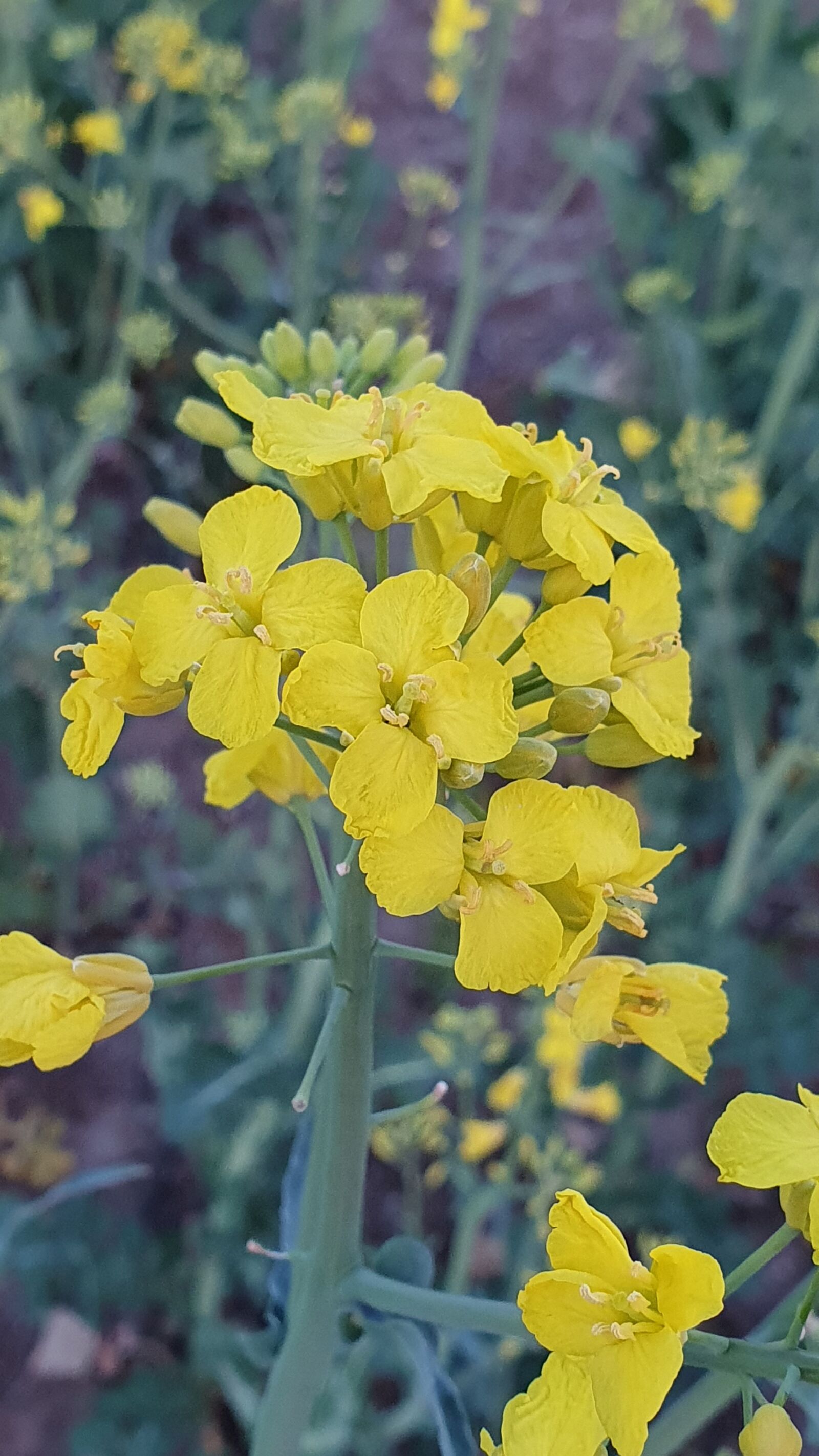 Samsung Galaxy S10+ sample photo. Oilseed rape, blossom, bloom photography