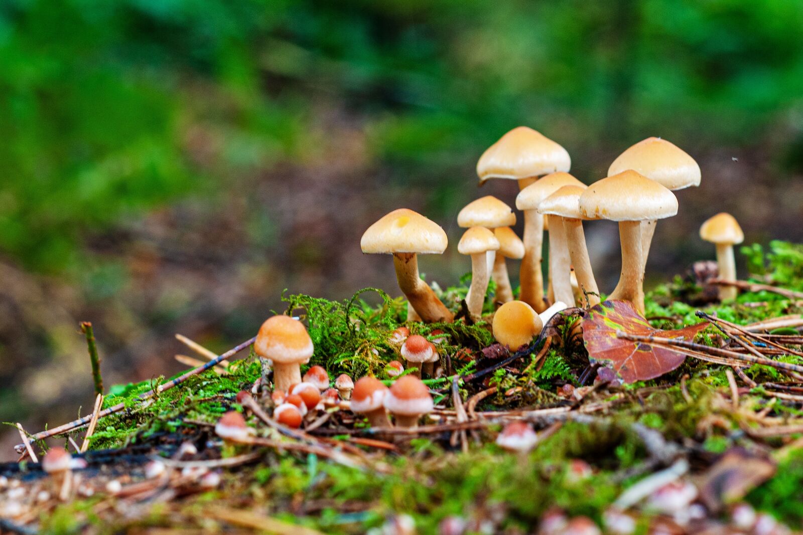 Nikon D300S sample photo. Mushroom, autumn, forest photography