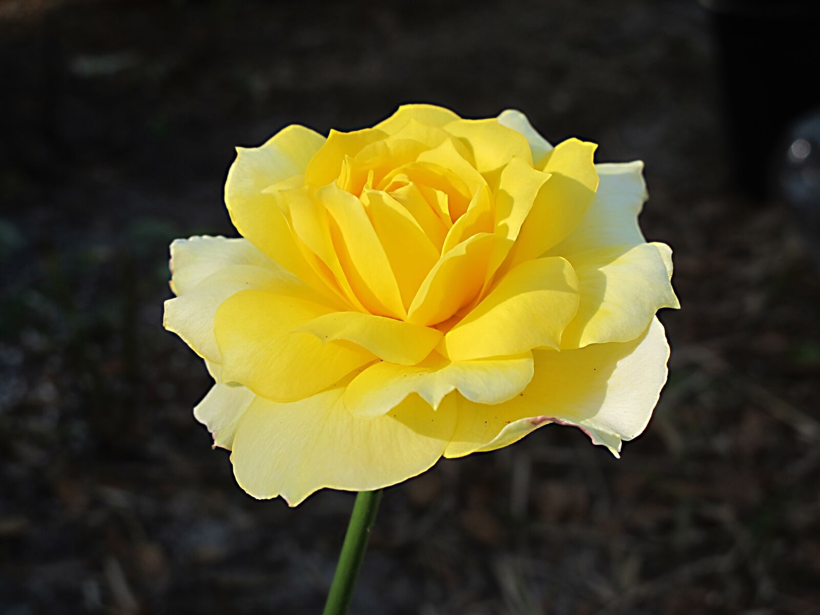 Canon PowerShot G11 sample photo. Rose, yellow rose, flower photography