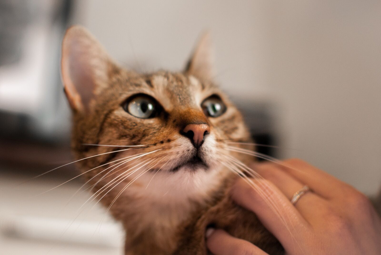 Nikon D60 sample photo. Cat, sweet, kitten photography