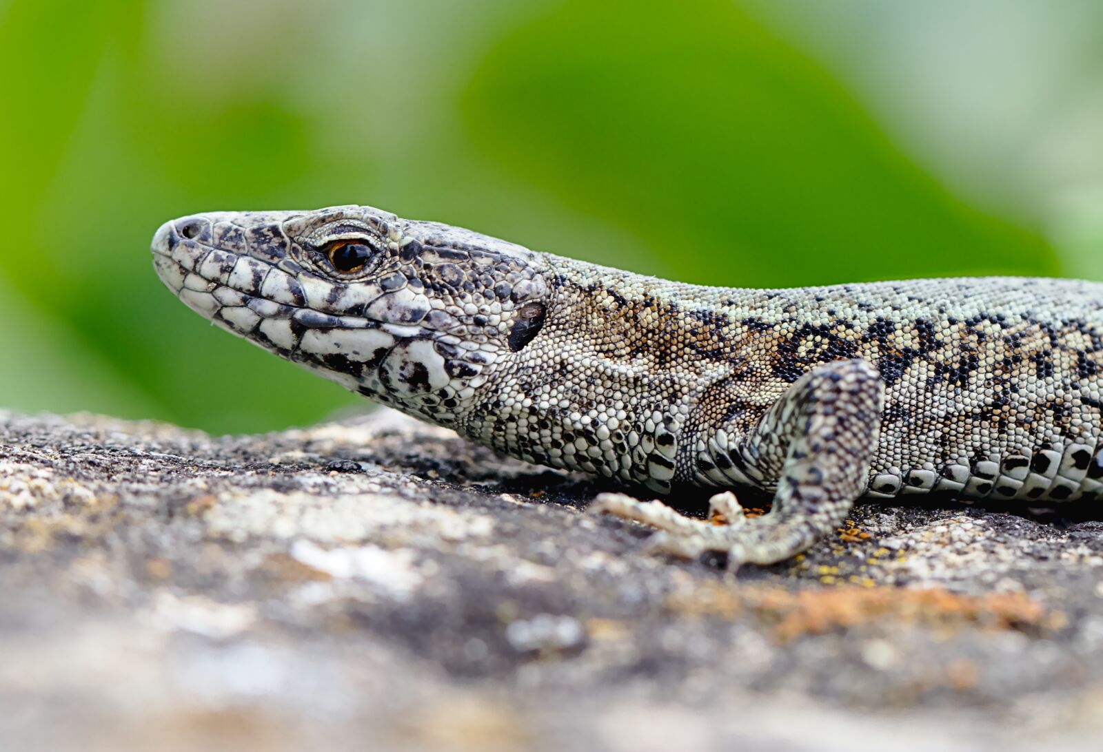 Canon EOS M5 sample photo. Lizard, reptile, close up photography