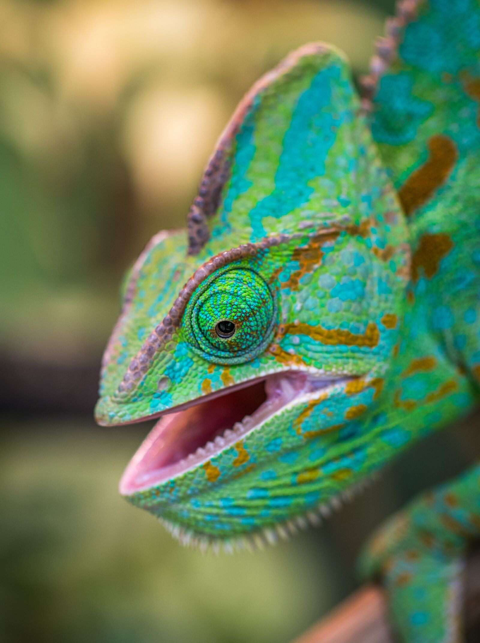 Sony a7R II + Canon EF 100mm F2.8L Macro IS USM sample photo. Chameleon, mouth, snout photography