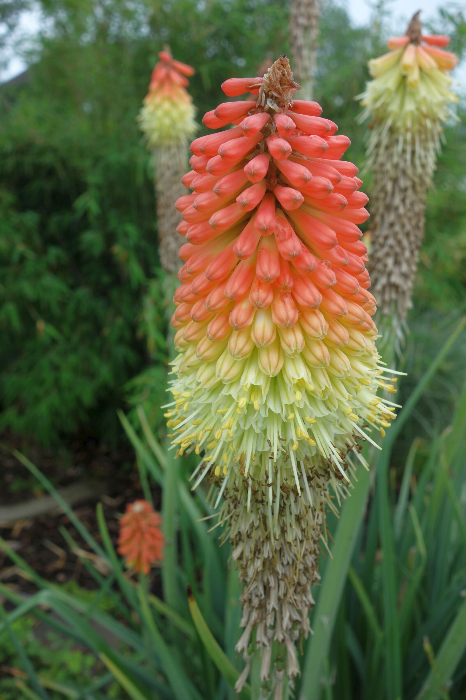 Sony Cyber-shot DSC-RX100 sample photo. Torch lily, plant, garden photography