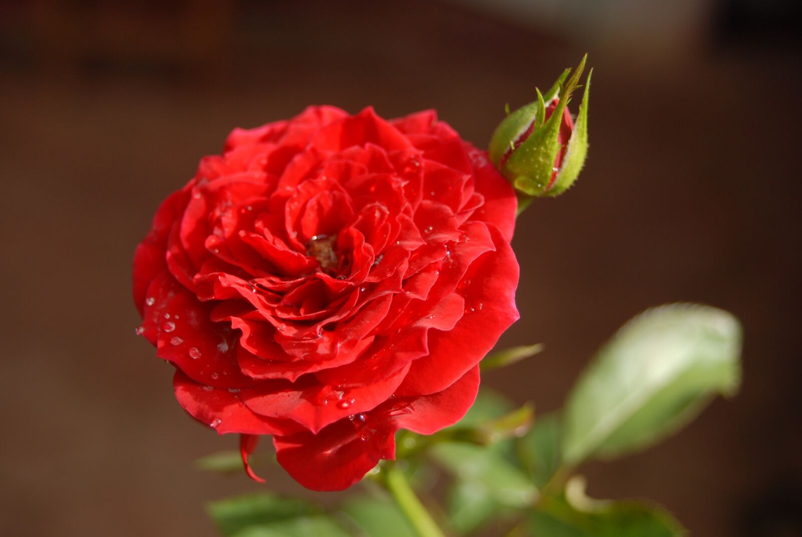 Nikon D200 sample photo. Rosa, flower, nature photography