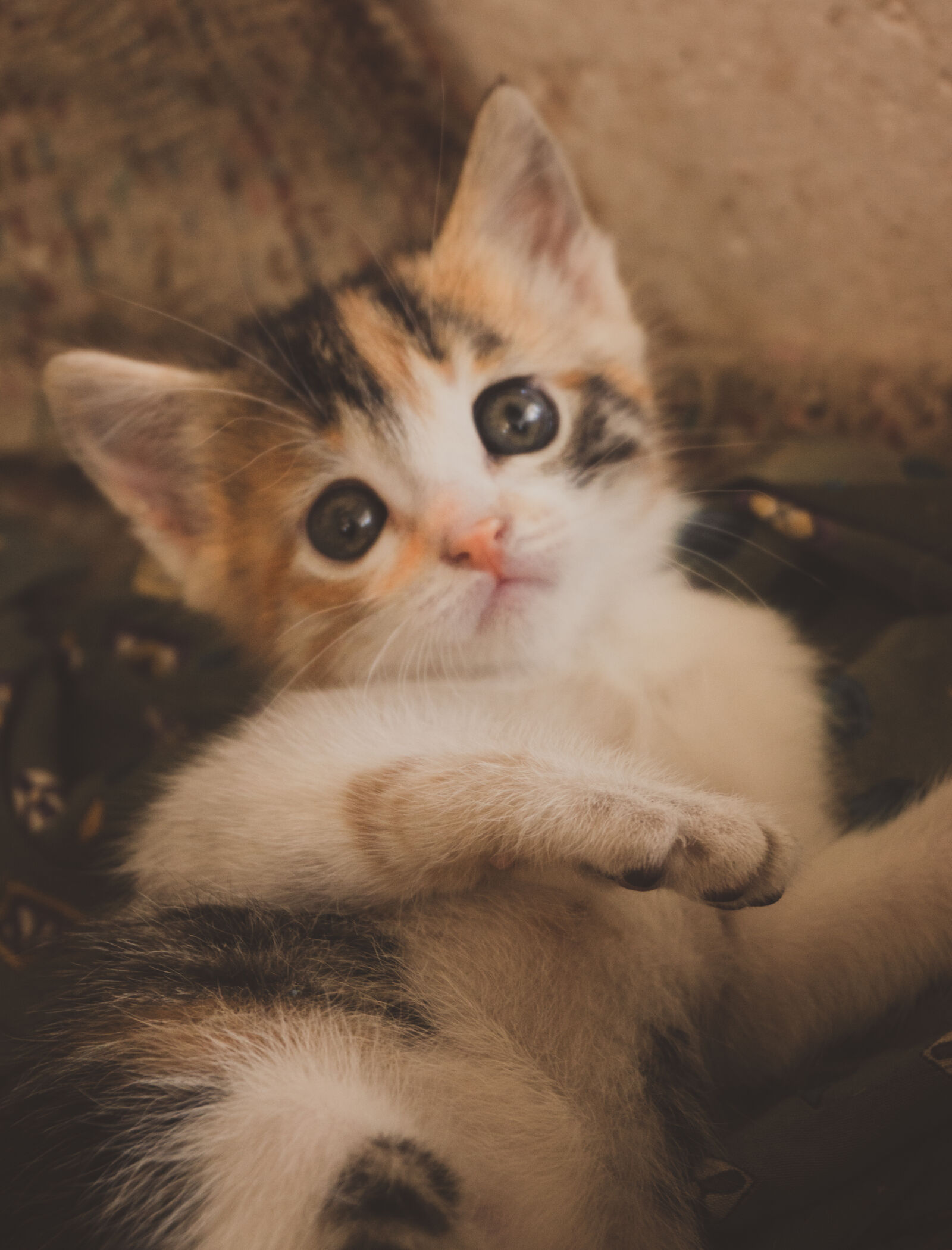 Sony E 16-50mm F3.5-5.6 PZ OSS sample photo. Animal, animal, portrait, baby photography