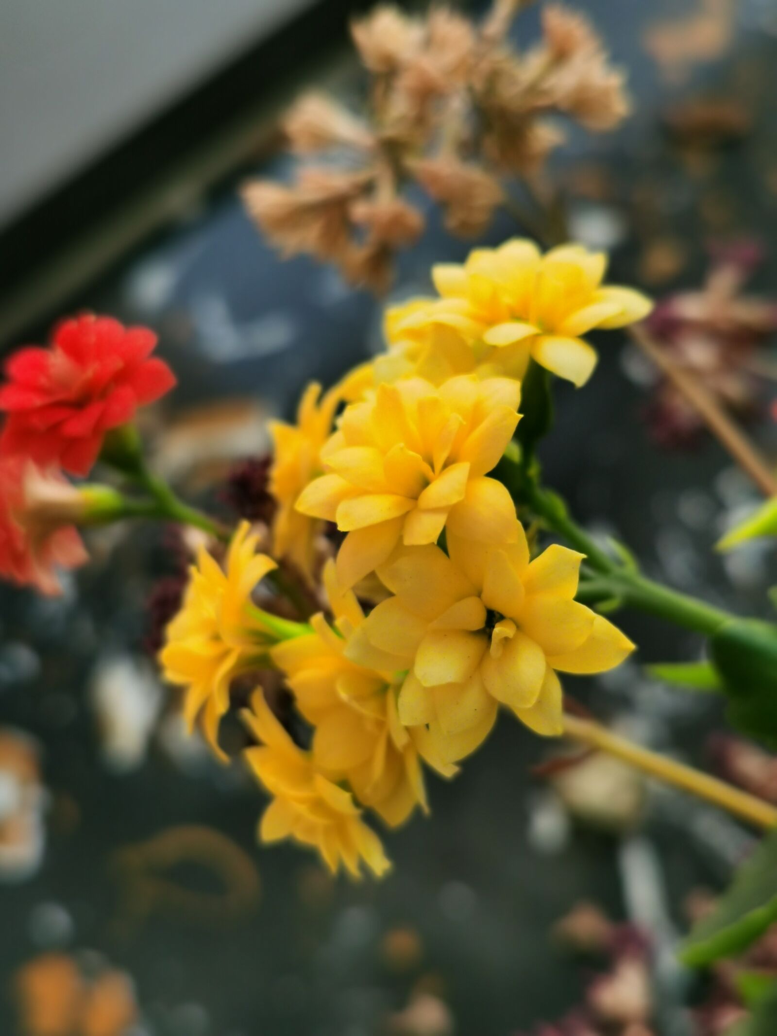 HUAWEI LIO-AN00 sample photo. Flower, springtime,, bloom photography