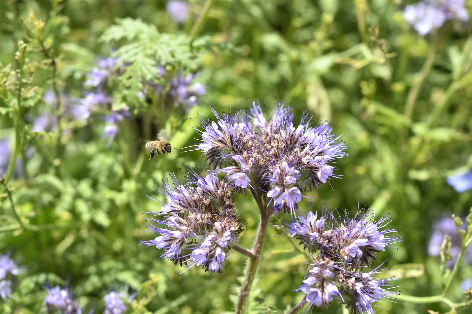 Nikon D7200 sample photo. Plant, flower, field photography