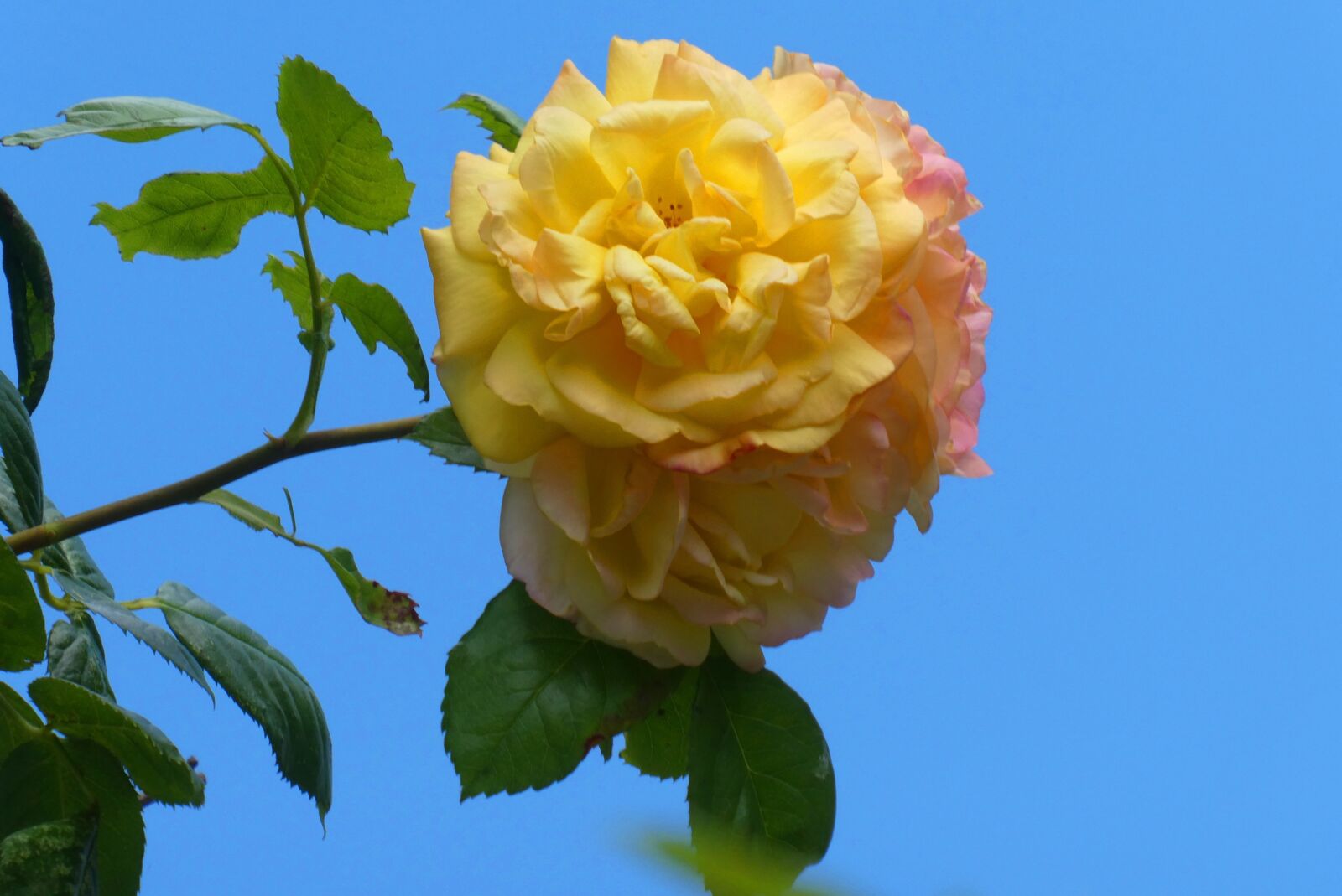 Panasonic Lumix DC-ZS70 (Lumix DC-TZ90) sample photo. Rose, bloom, flower photography