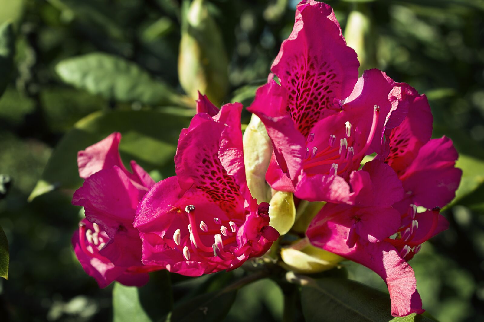 Canon EOS 1100D (EOS Rebel T3 / EOS Kiss X50) sample photo. Blossom, bloom, flower photography