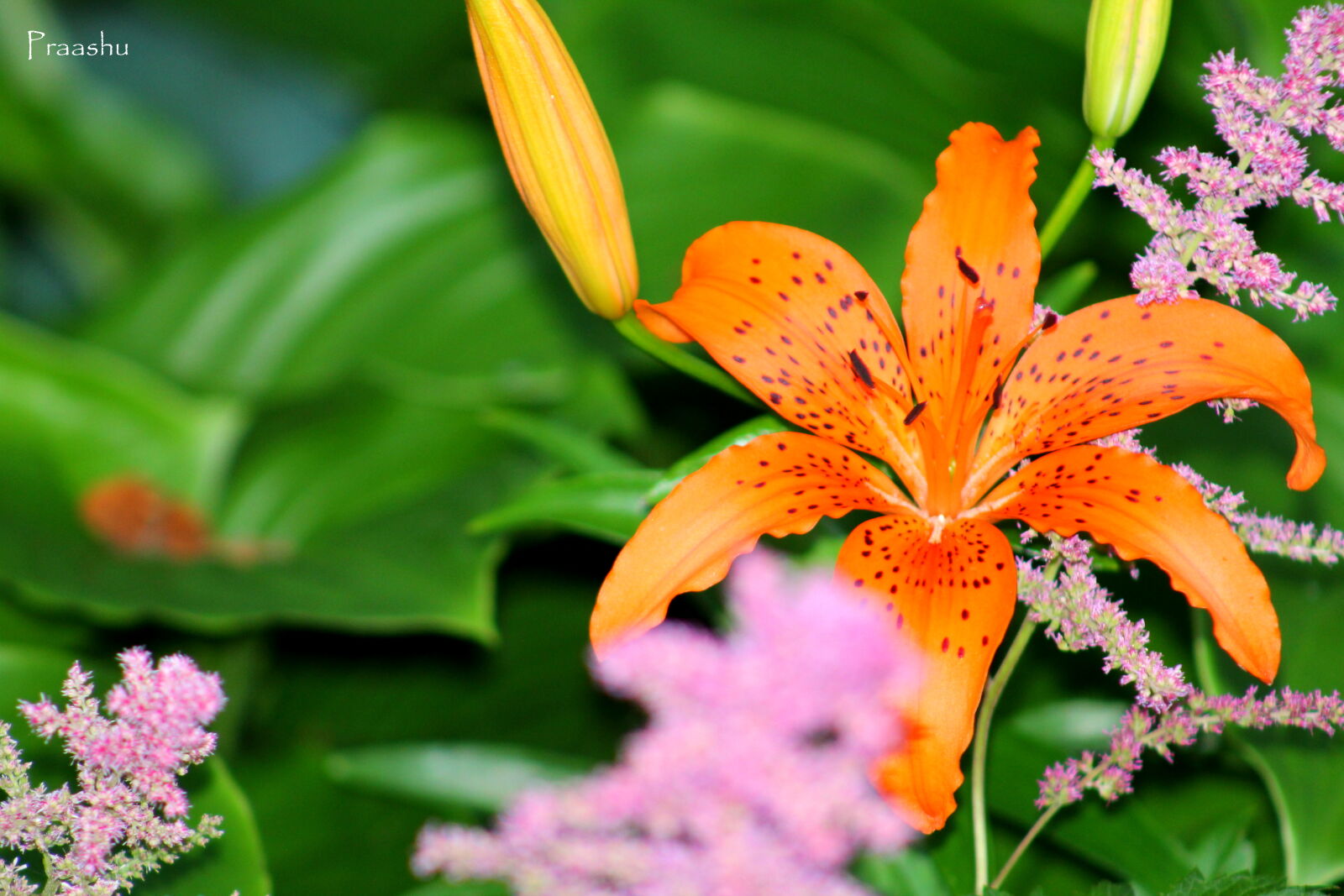 Canon EF 75-300mm f/4-5.6 sample photo. Beautiful, flower, nature, orange photography