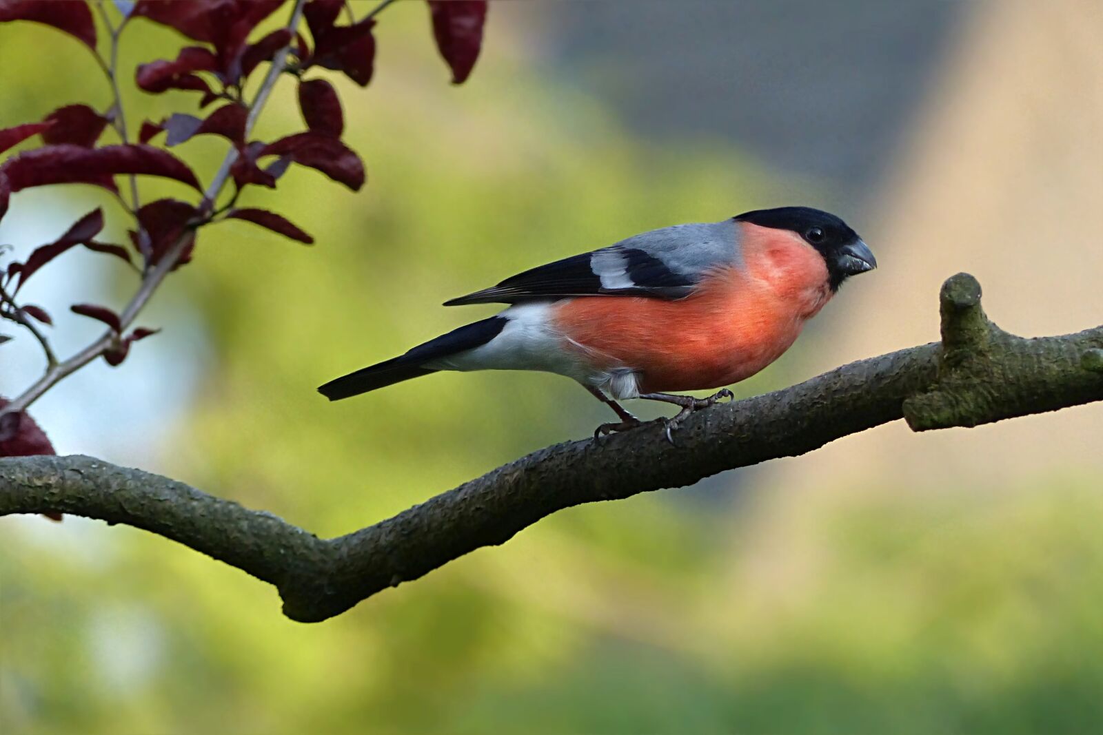 Panasonic Lumix DMC-FZ200 sample photo. Animal, bird, bullfinch photography