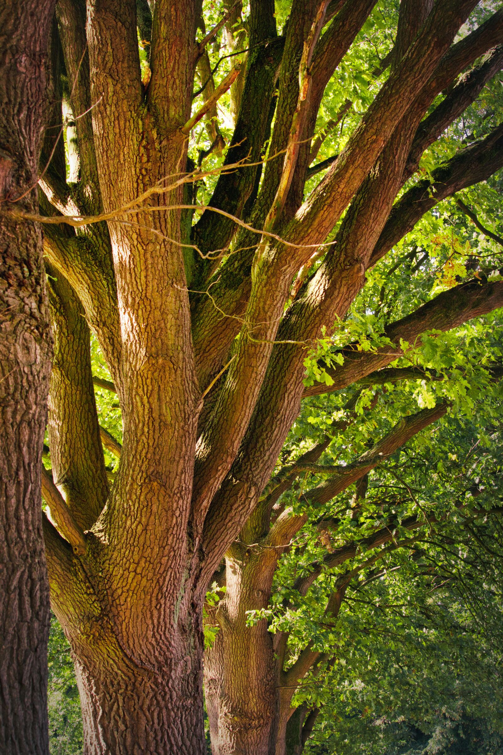 Canon EOS 200D (EOS Rebel SL2 / EOS Kiss X9) sample photo. Oak, tribe, leaves photography