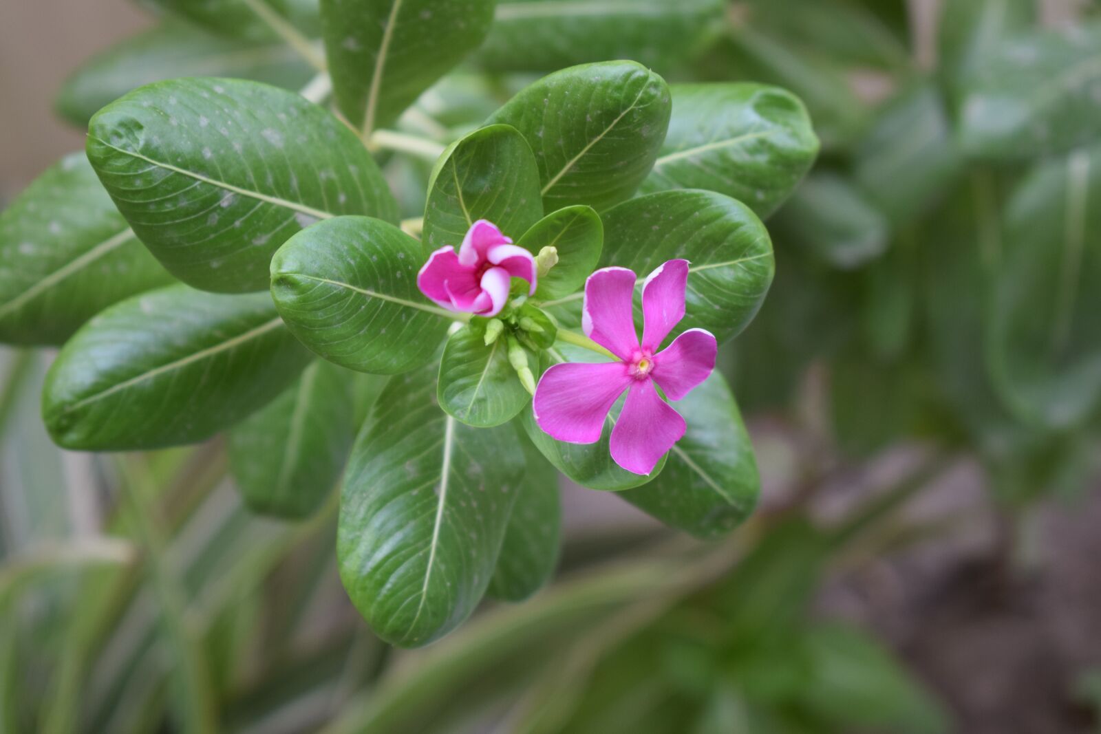 Nikon D5300 sample photo. Flowers, pink flowers, plant photography