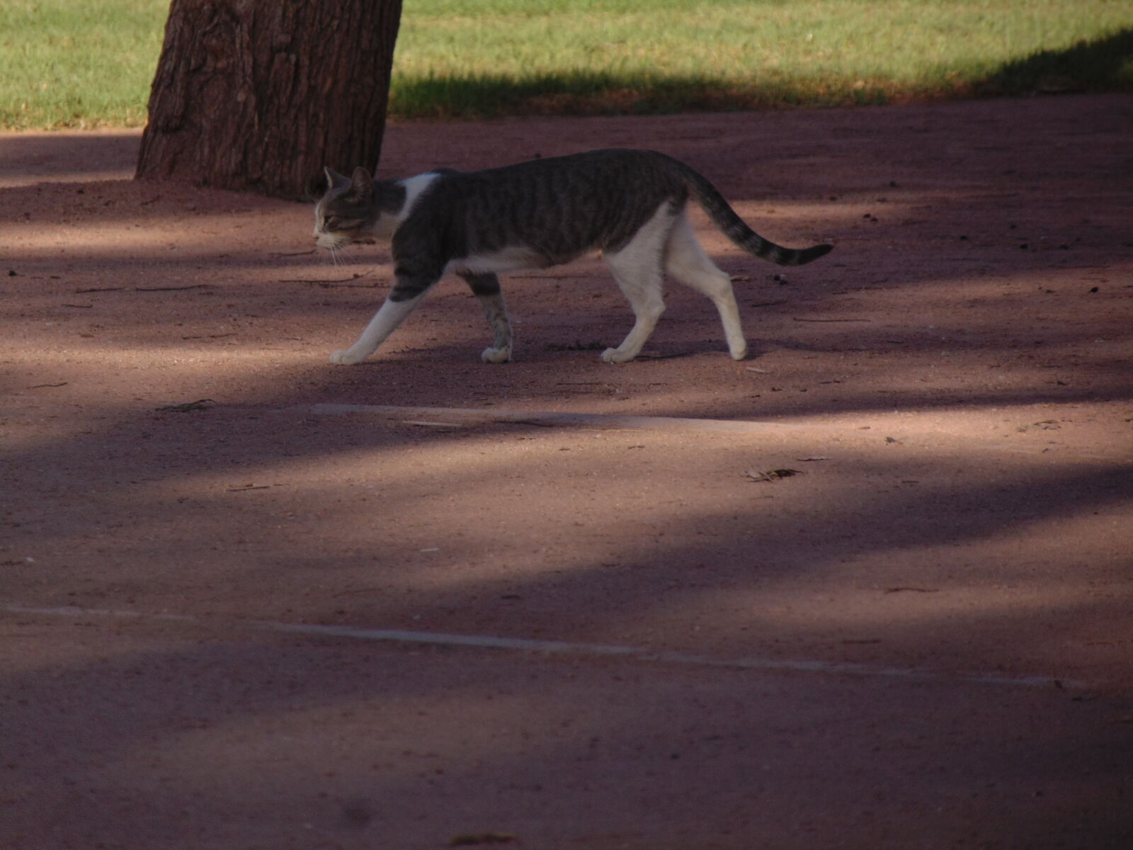 Sony Cyber-shot DSC-H300 sample photo