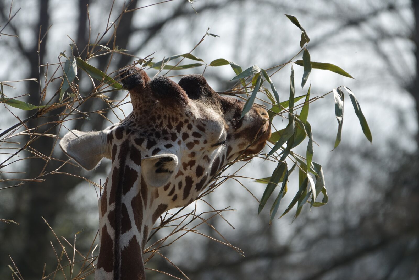 Sony Cyber-shot DSC-RX10 III sample photo. Giraffe, zoo, hellabrunn photography