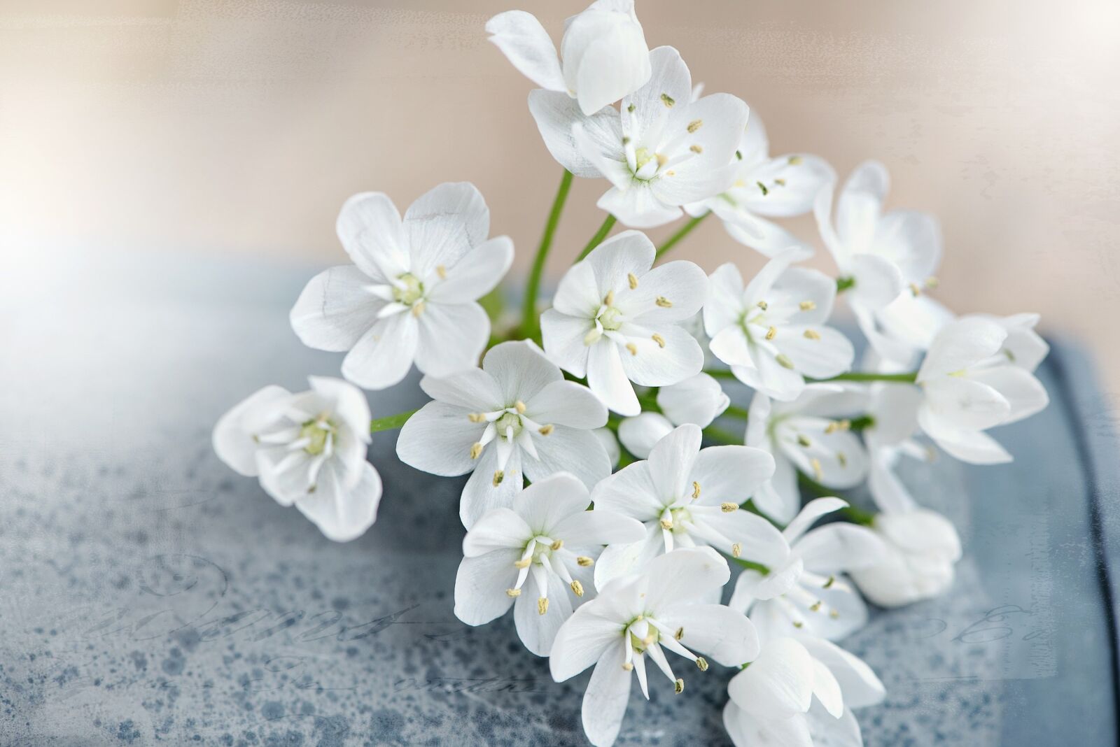 Nikon D750 sample photo. Flower, flowers, white photography