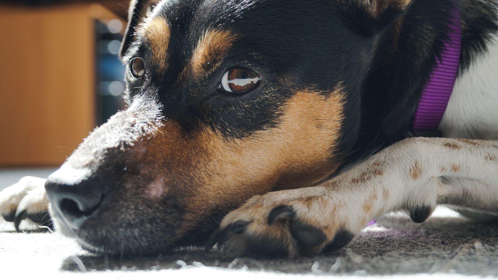 Sony DT 18-55mm F3.5-5.6 SAM II sample photo. Dog, kalli, animal protection photography