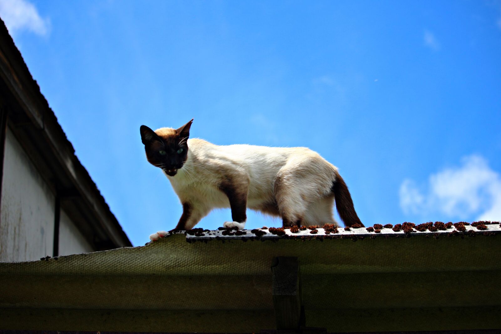Canon EOS 100D (EOS Rebel SL1 / EOS Kiss X7) sample photo. Cat, mieze, siam photography