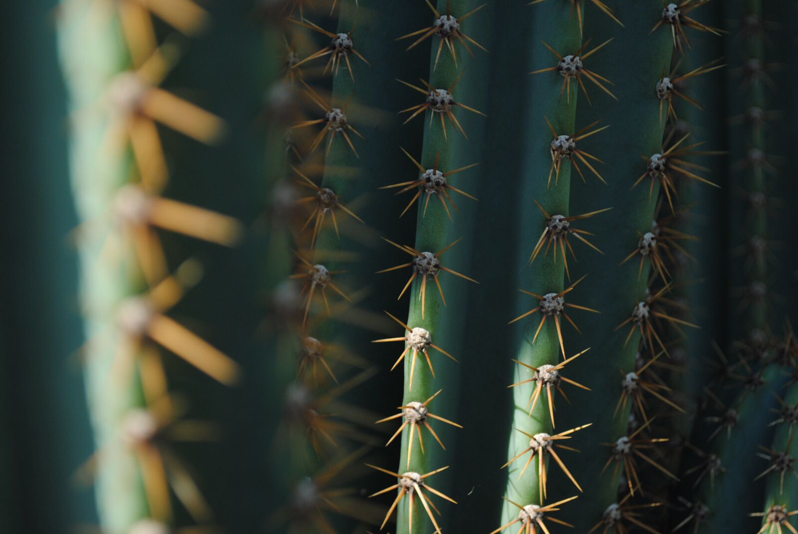 Nikon D3000 sample photo. Cactus, green, texture photography