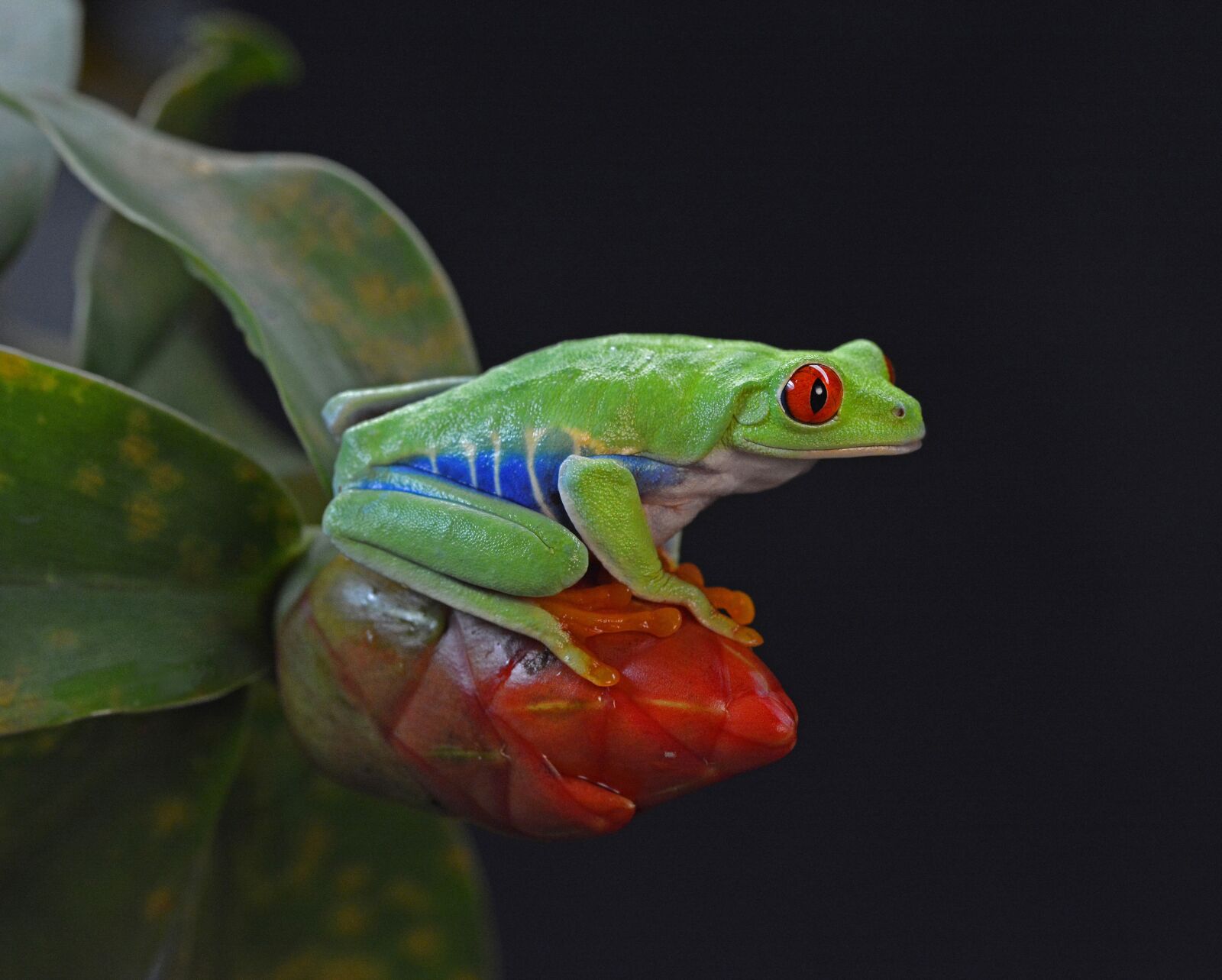 Nikon D7100 sample photo. Frog, red eye, amphibian photography