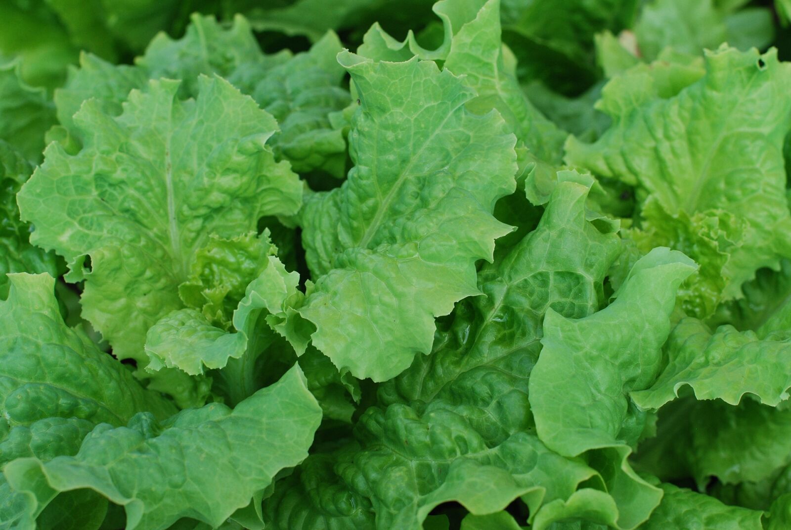 Nikon D40X sample photo. Salad, lettuce, leafy greens photography