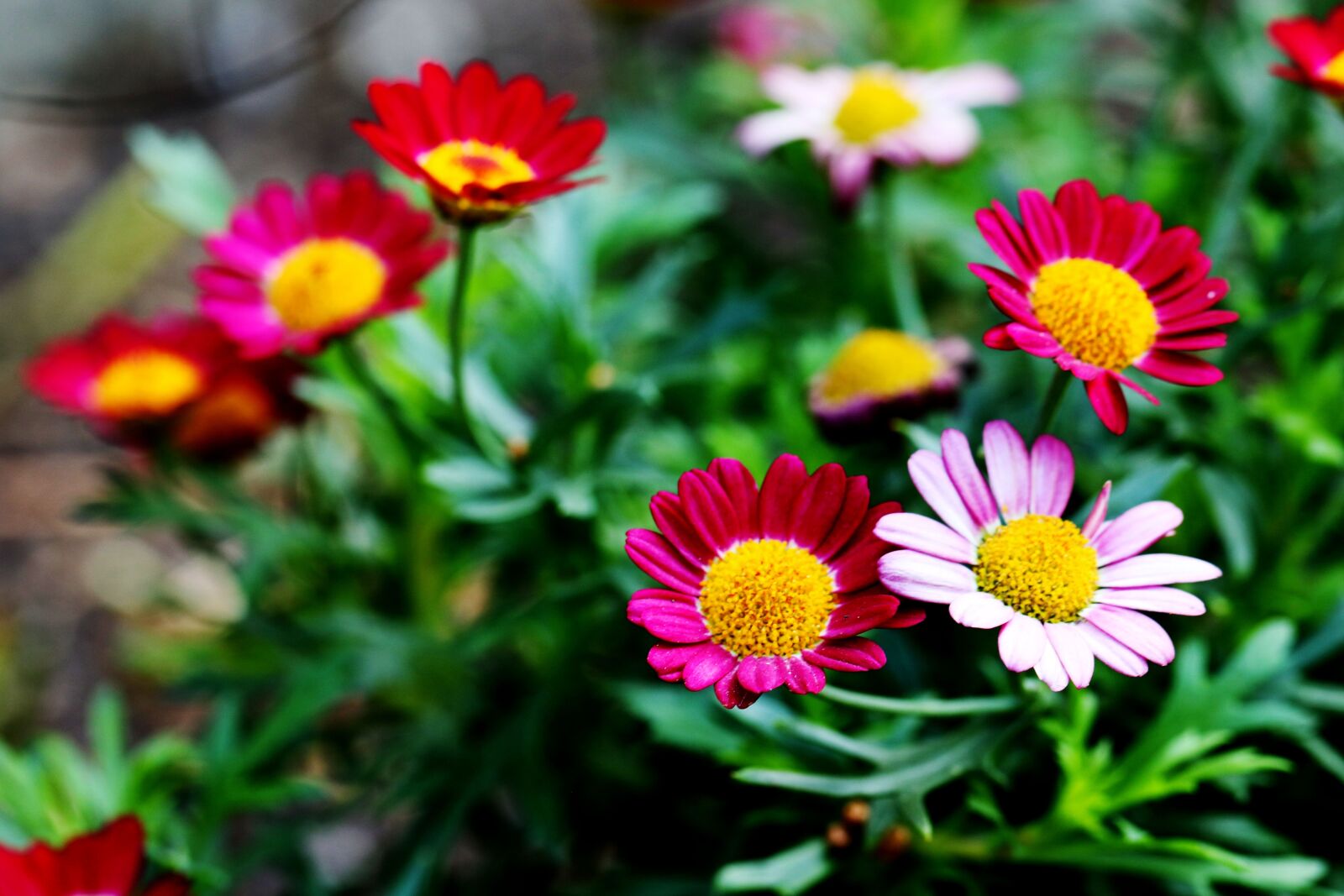 Canon EOS 7D Mark II sample photo. Flowers, summer flowers, garden photography
