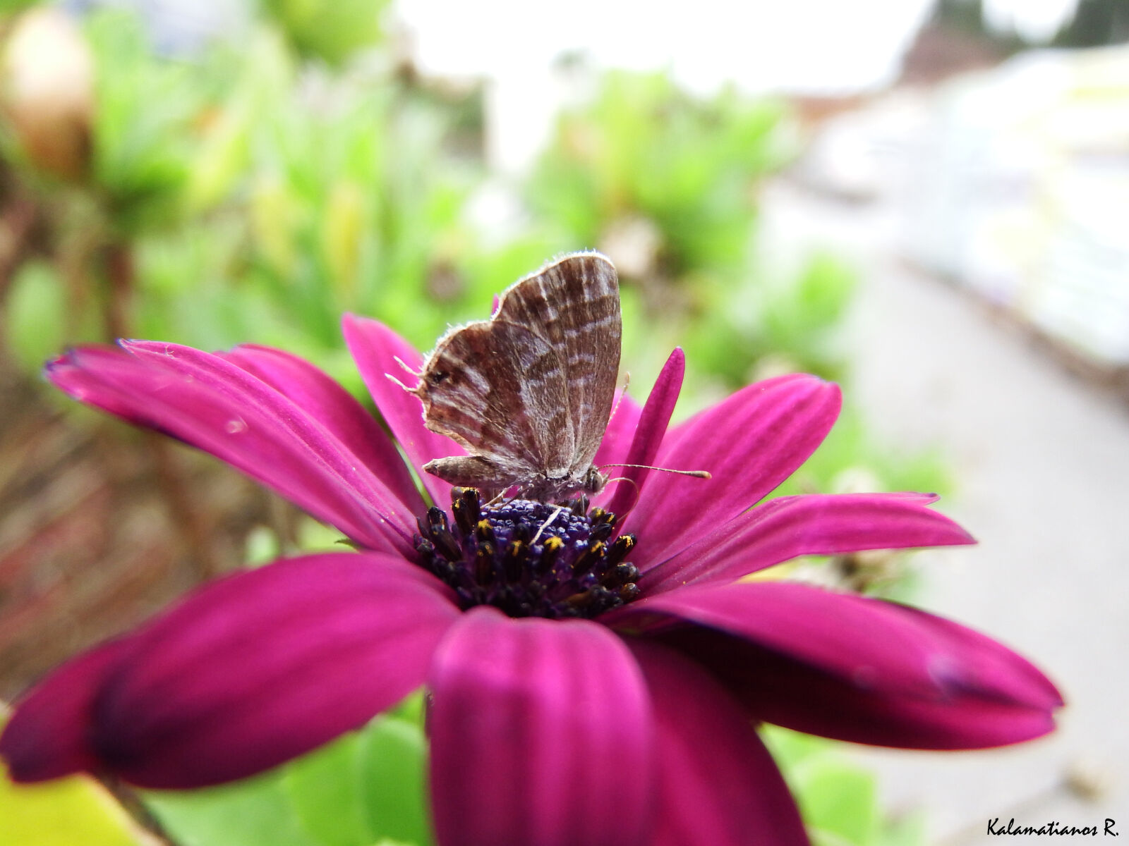 Fujifilm FinePix S1 sample photo. Flower, insect, macro, moth photography