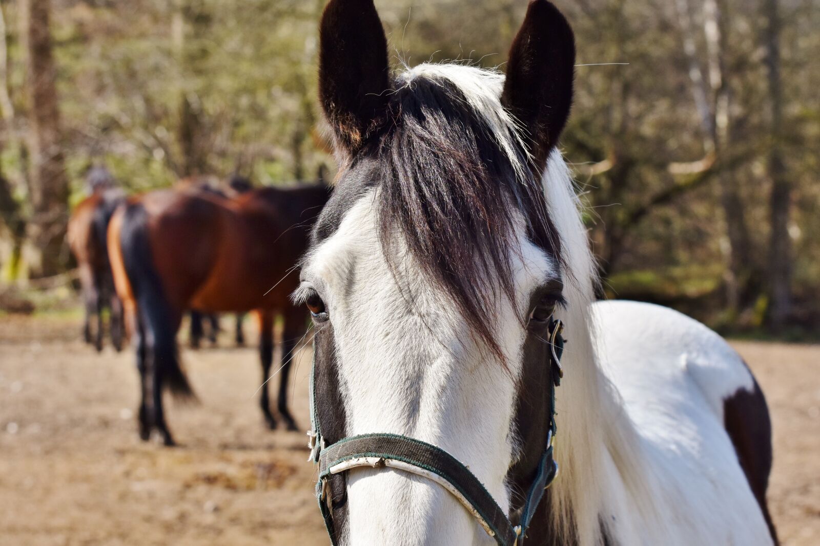 Nikon D7200 sample photo. Horse, horse head, mold photography