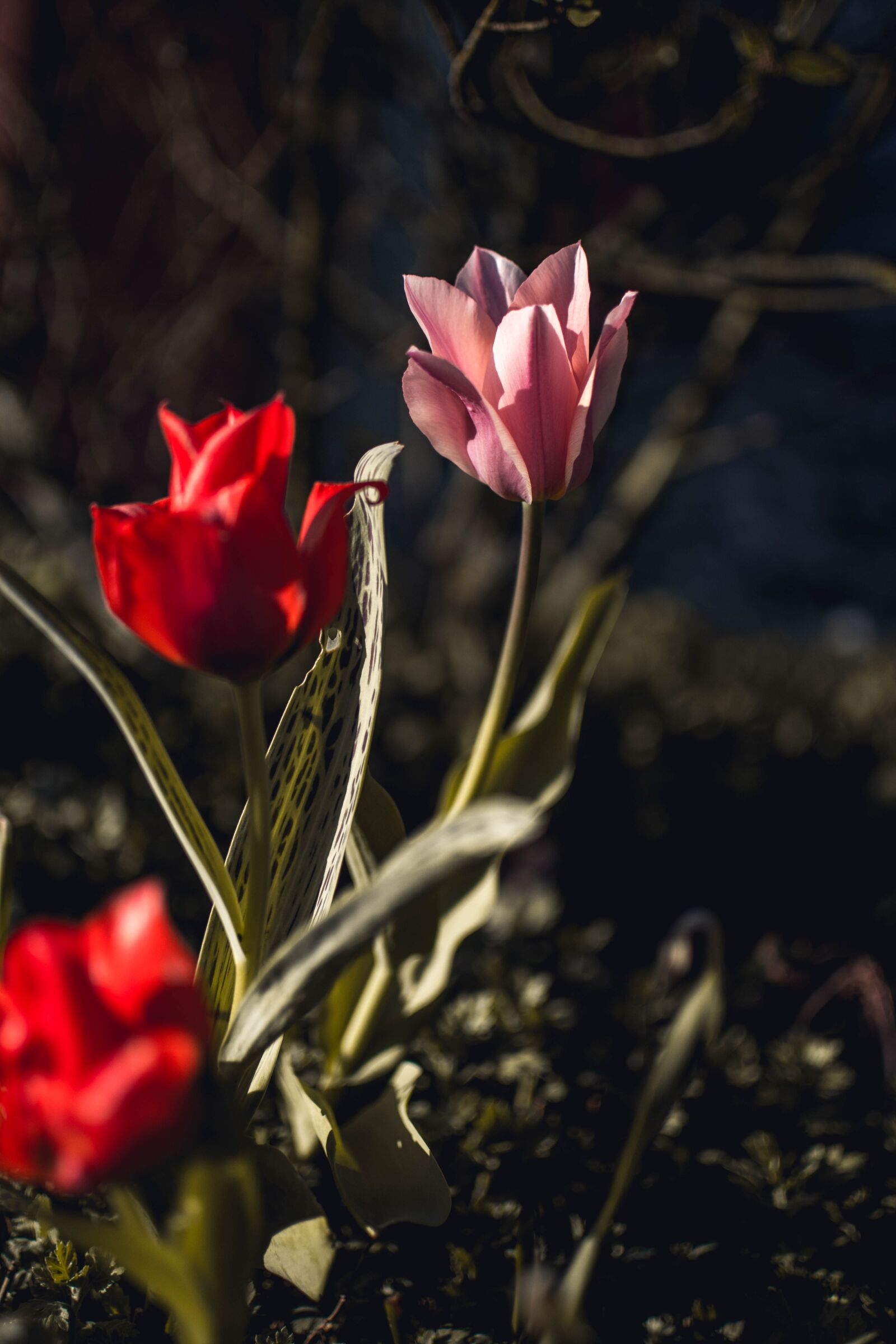 Nikon D5200 sample photo. Flower, nature, plant photography