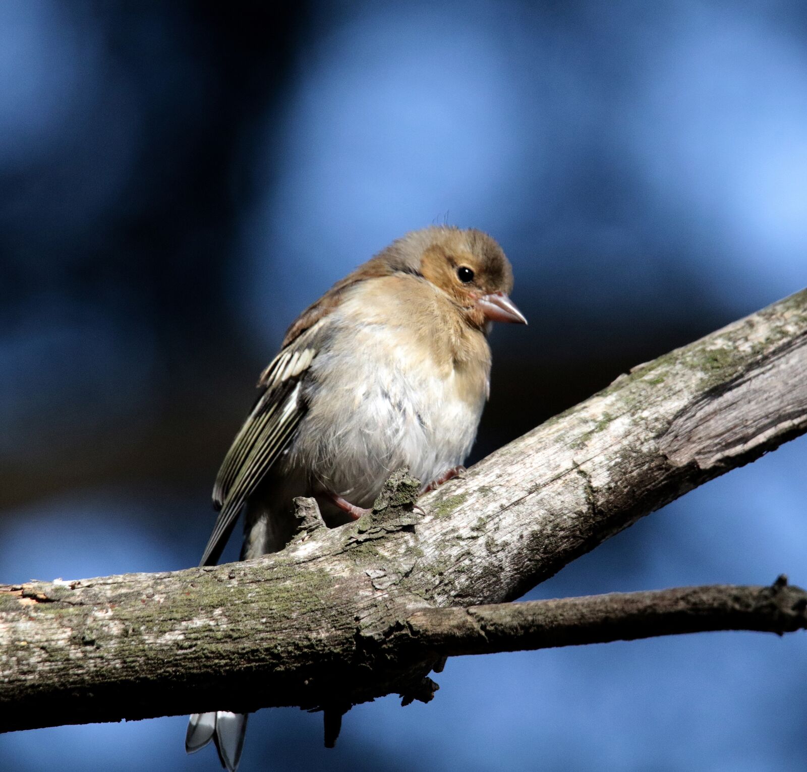 Canon EOS 7D Mark II sample photo. Chaffinch, female, andorra photography