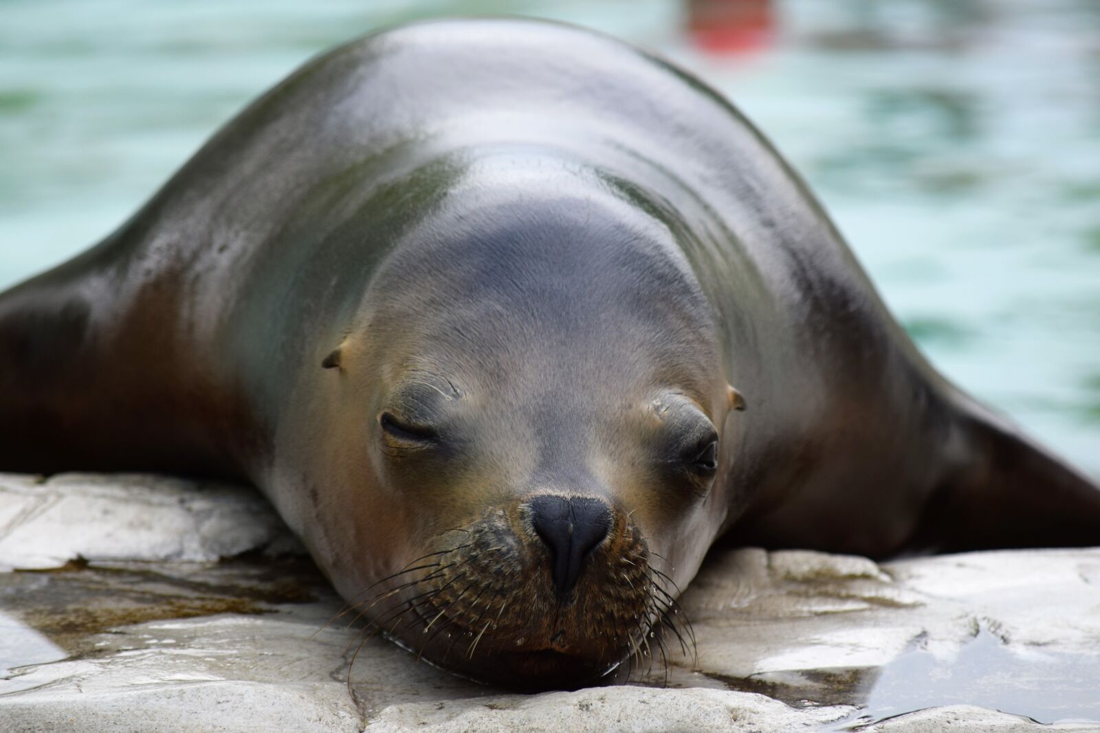 Nikon D3300 sample photo. Sea lion, zoo, resting photography